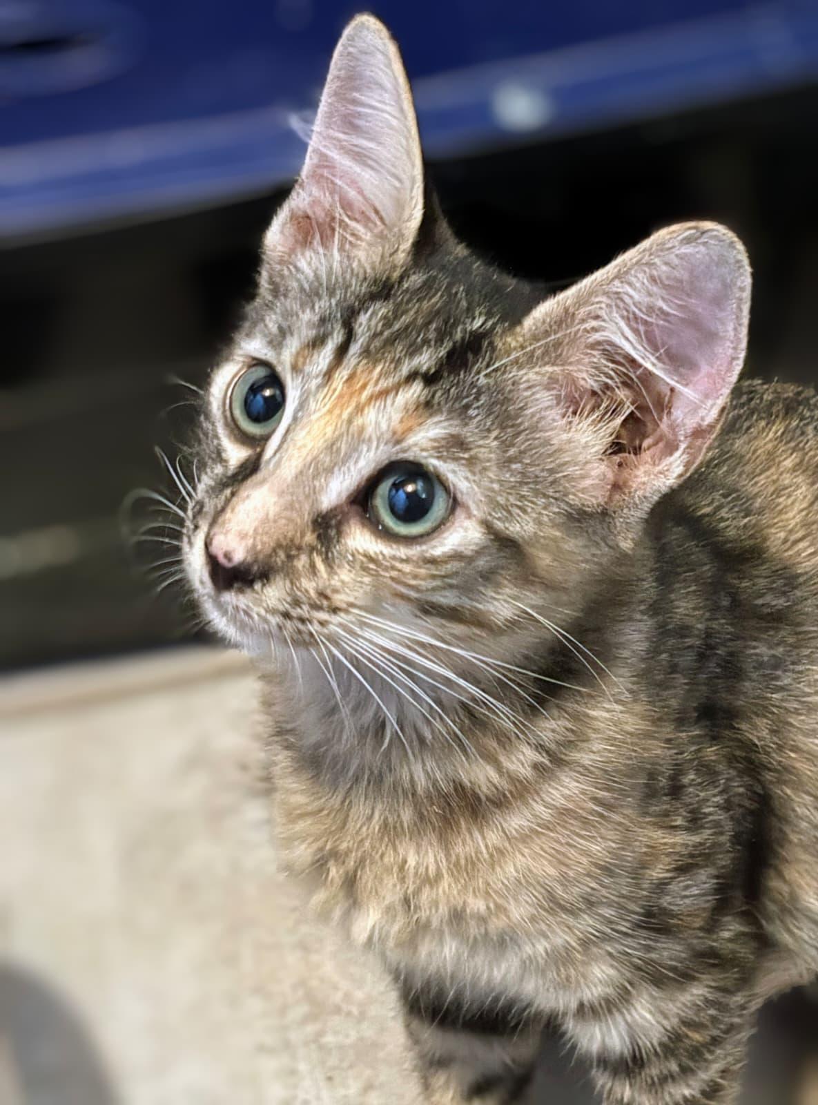 Enlarge Mitsuri, a Adoptable Domestic Short Hair in Honolulu, HI image 2/2