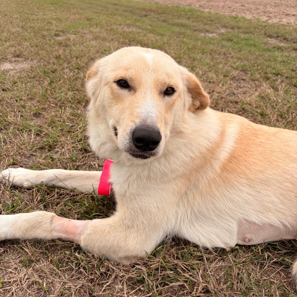 Chelsea, Adoptable, Young Female Labrador Retriever.