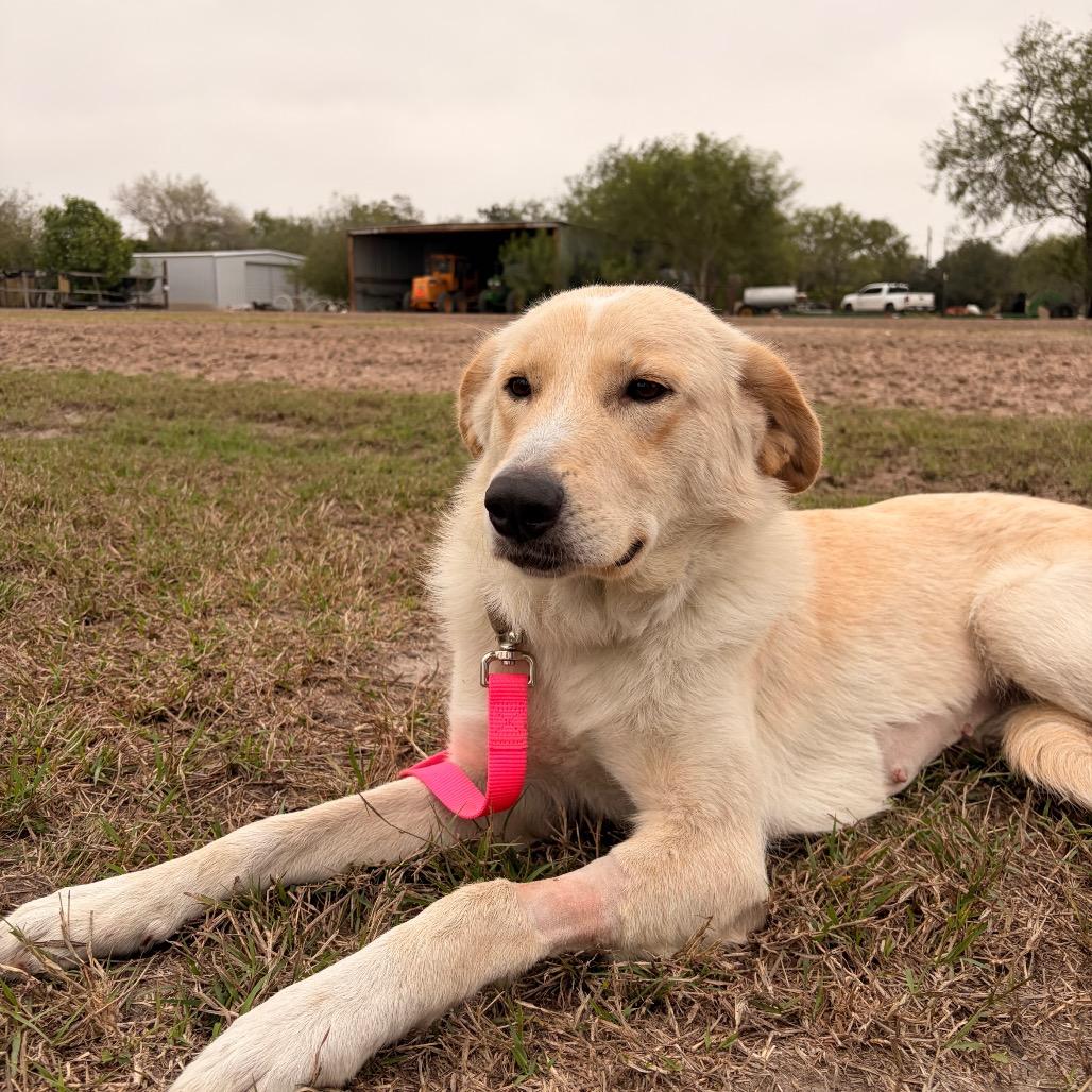 Chelsea, a Adoptable Labrador Retriever in Harlingen, TX image 1/3