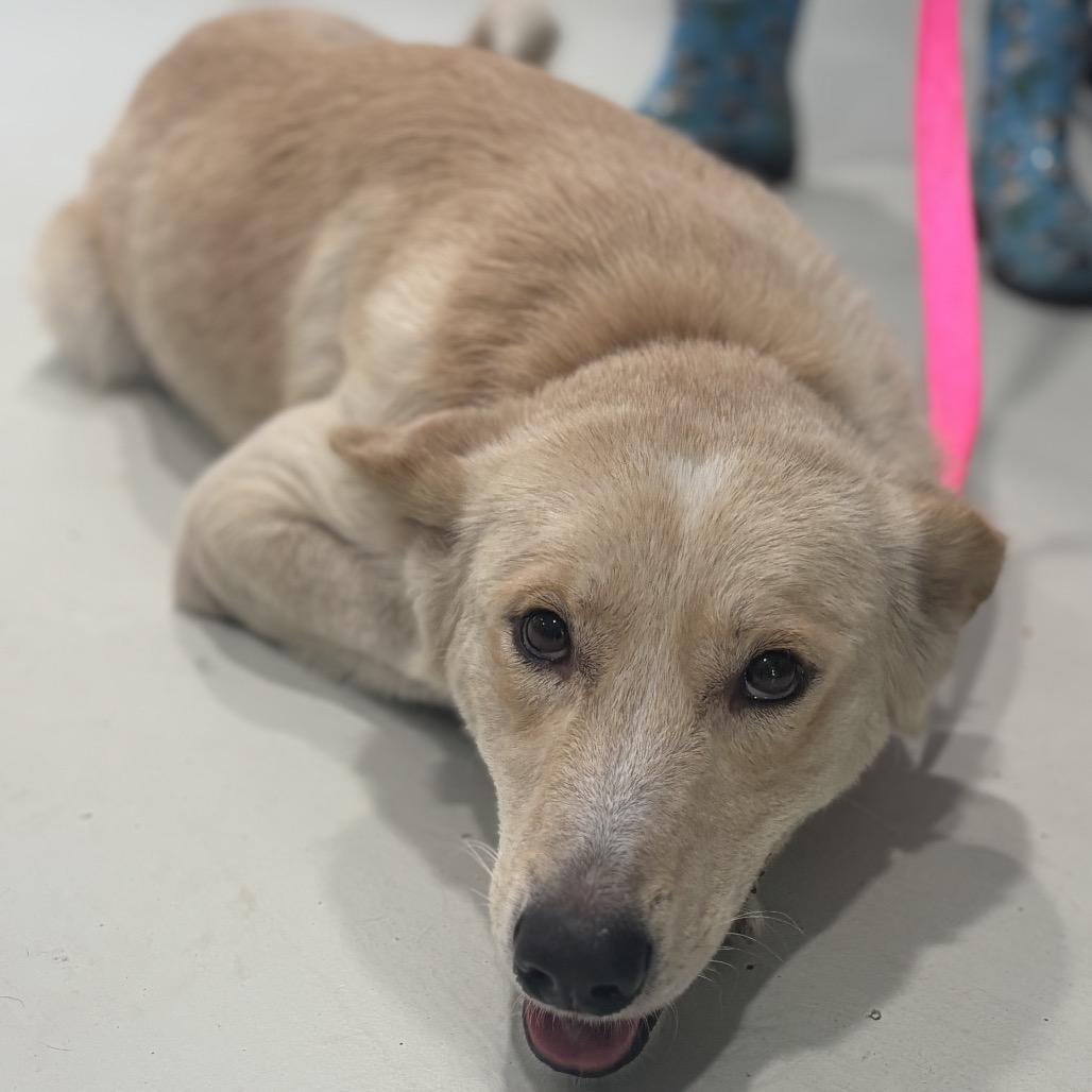 Chelsea, a Adoptable Labrador Retriever in Harlingen, TX image 2/3