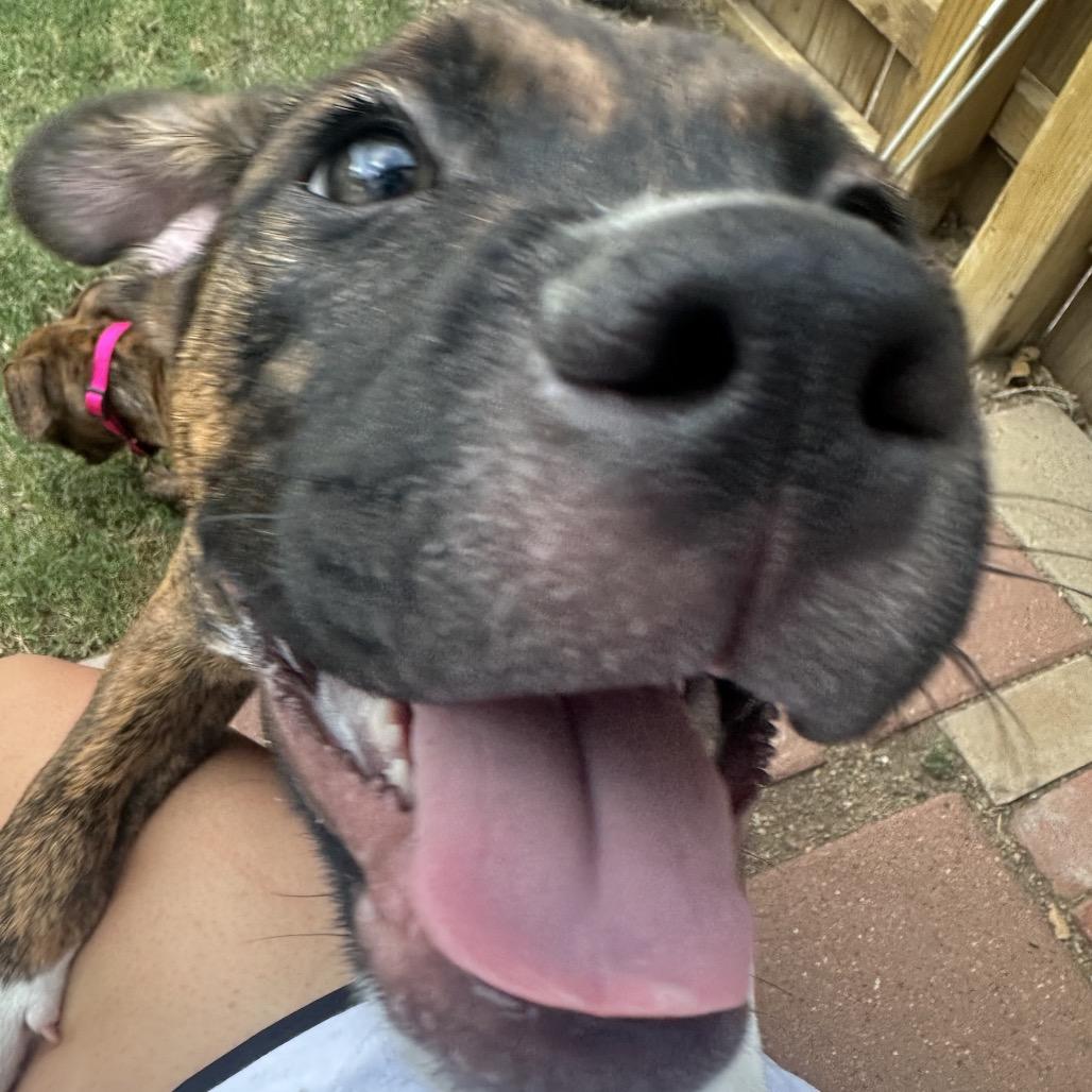 Sonny (The Groovy Duo), Adoptable, Puppy Male Plott Hound & Mixed Breed.
