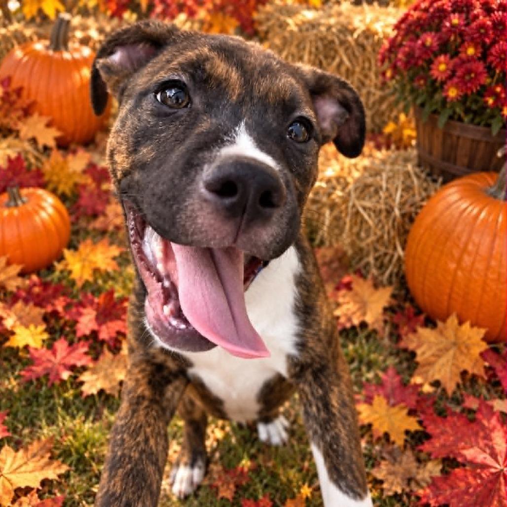 Enlarge Sonny (The Groovy Duo), a Adoptable mixed breed in Amarillo, TX image 2/5