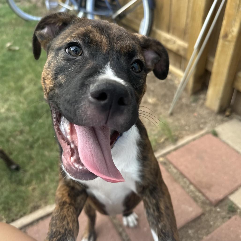 Enlarge Sonny (The Groovy Duo), a Adoptable mixed breed in Amarillo, TX image 3/5