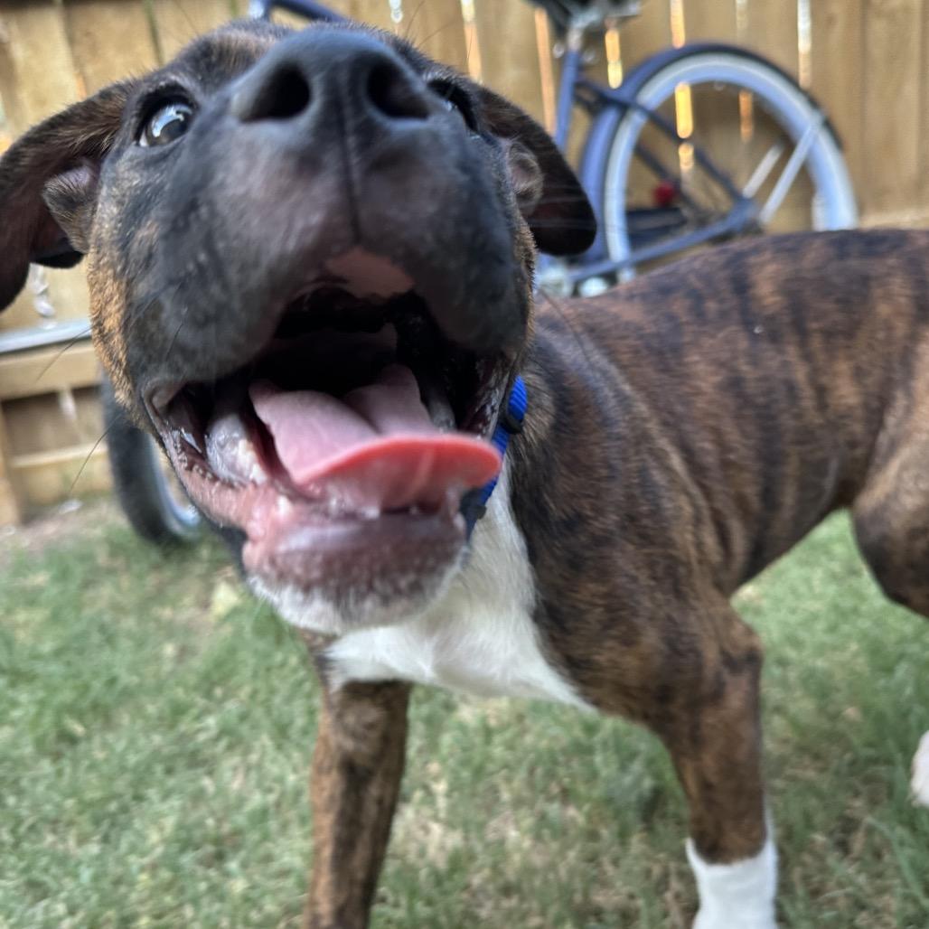 Enlarge Sonny (The Groovy Duo), a Adoptable mixed breed in Amarillo, TX image 4/5