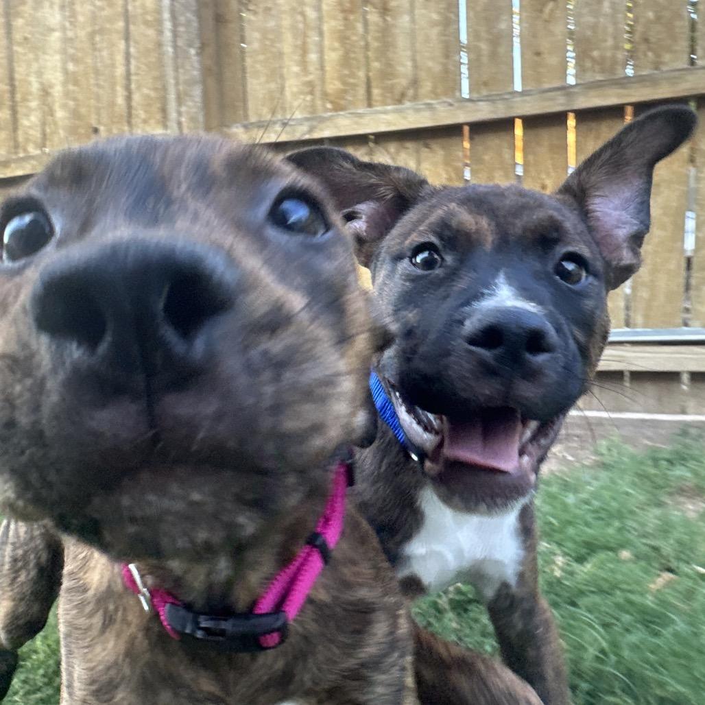 Enlarge Sonny (The Groovy Duo), a Adoptable mixed breed in Amarillo, TX image 5/5
