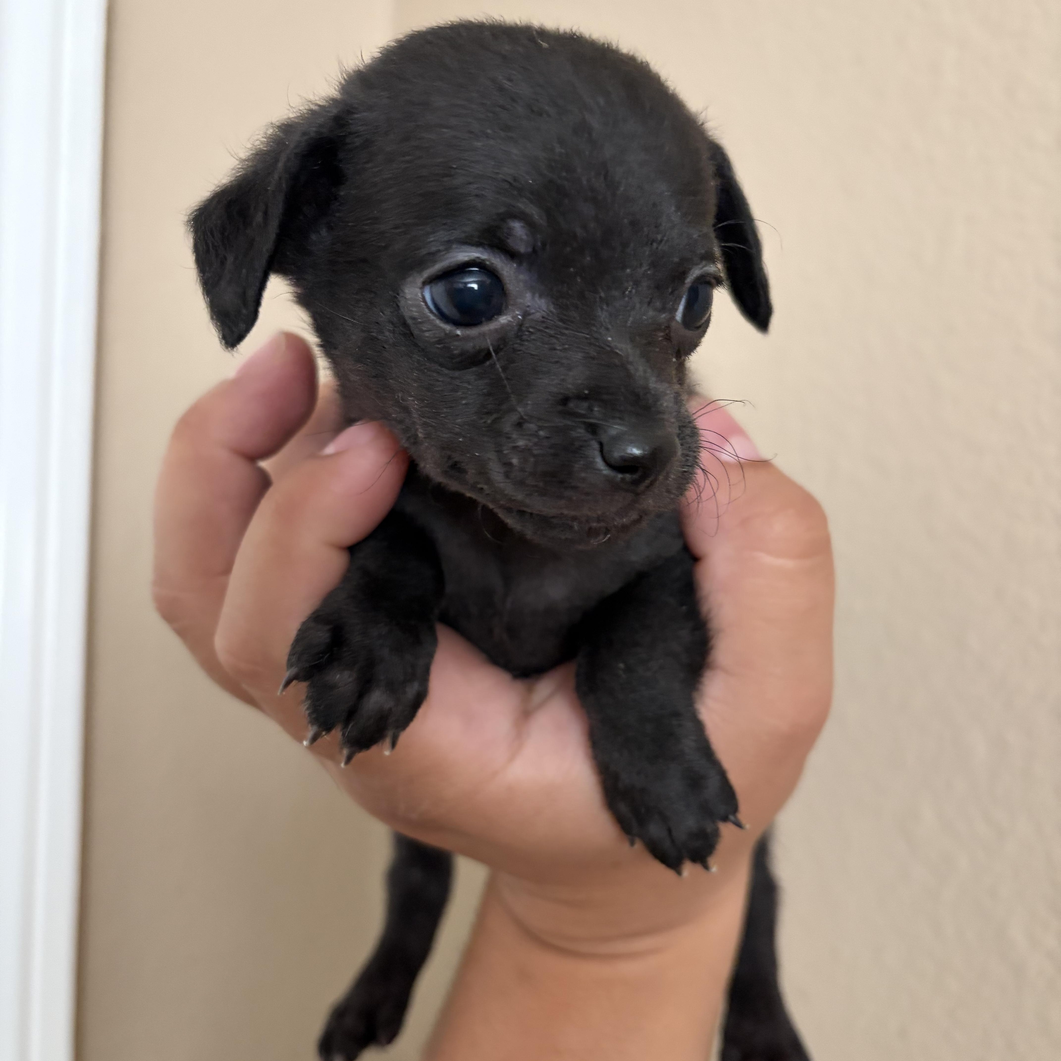 Basil, Adoptable, Puppy Male Chihuahua & Poodle (Toy).