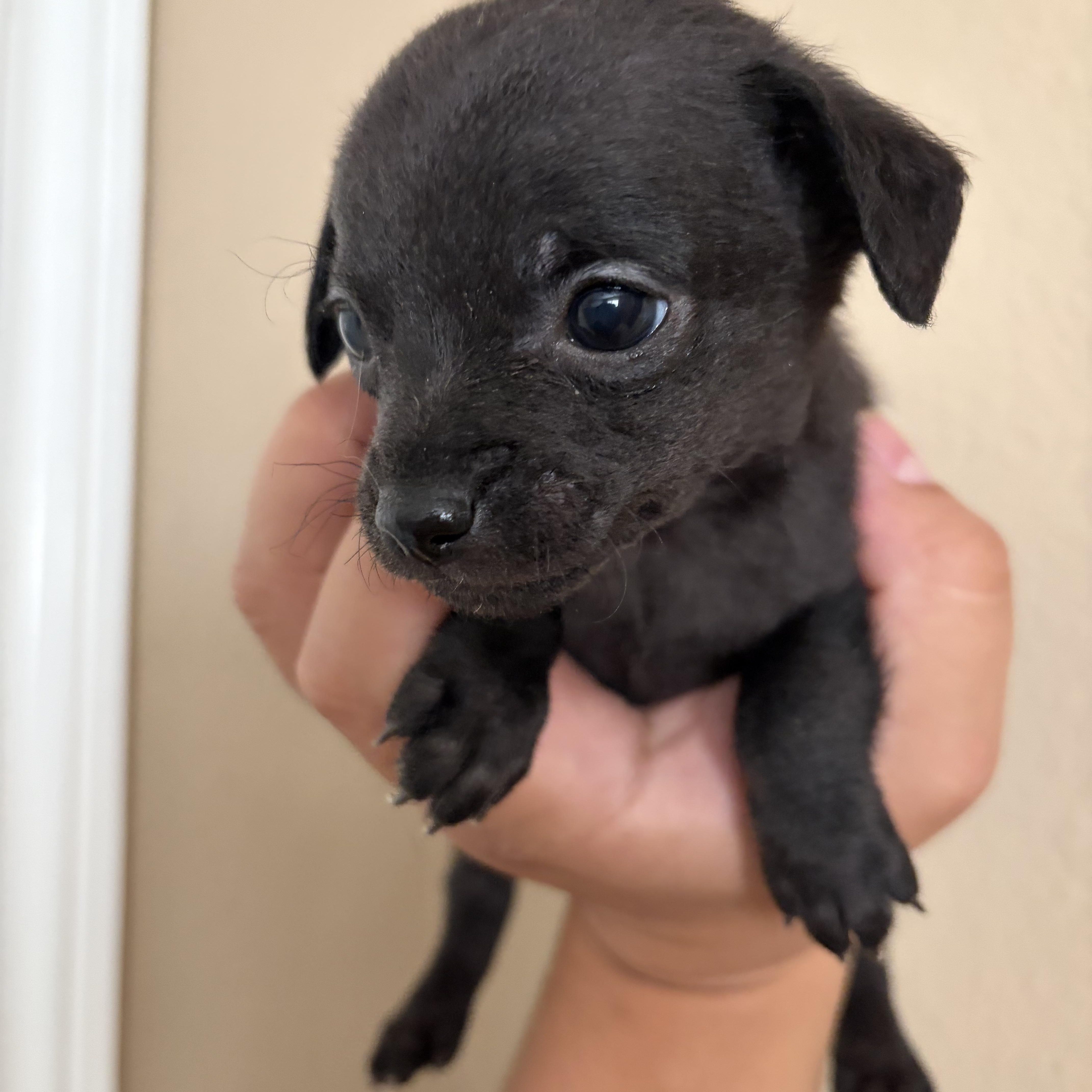 Enlarge Basil, a Adoptable mixed breed in Corona, CA image 2/3