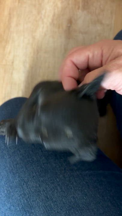Enlarge Basil, a Adoptable mixed breed in Corona, CA video 3/3