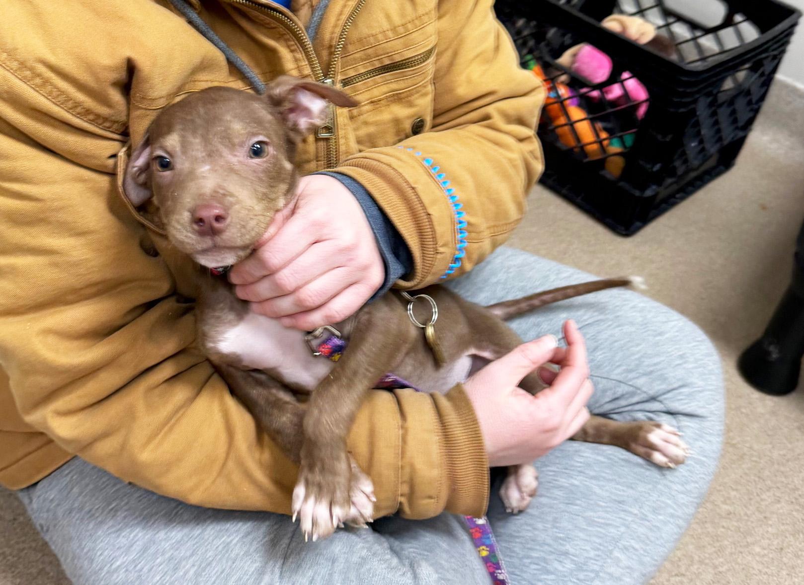 Enlarge Koa - the most precious little baby!, an adoptable mixed breed in Oshkosh, WI image 3/6