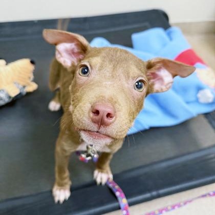 Enlarge Koa - the most precious little baby!, an adoptable mixed breed in Oshkosh, WI image 2/6