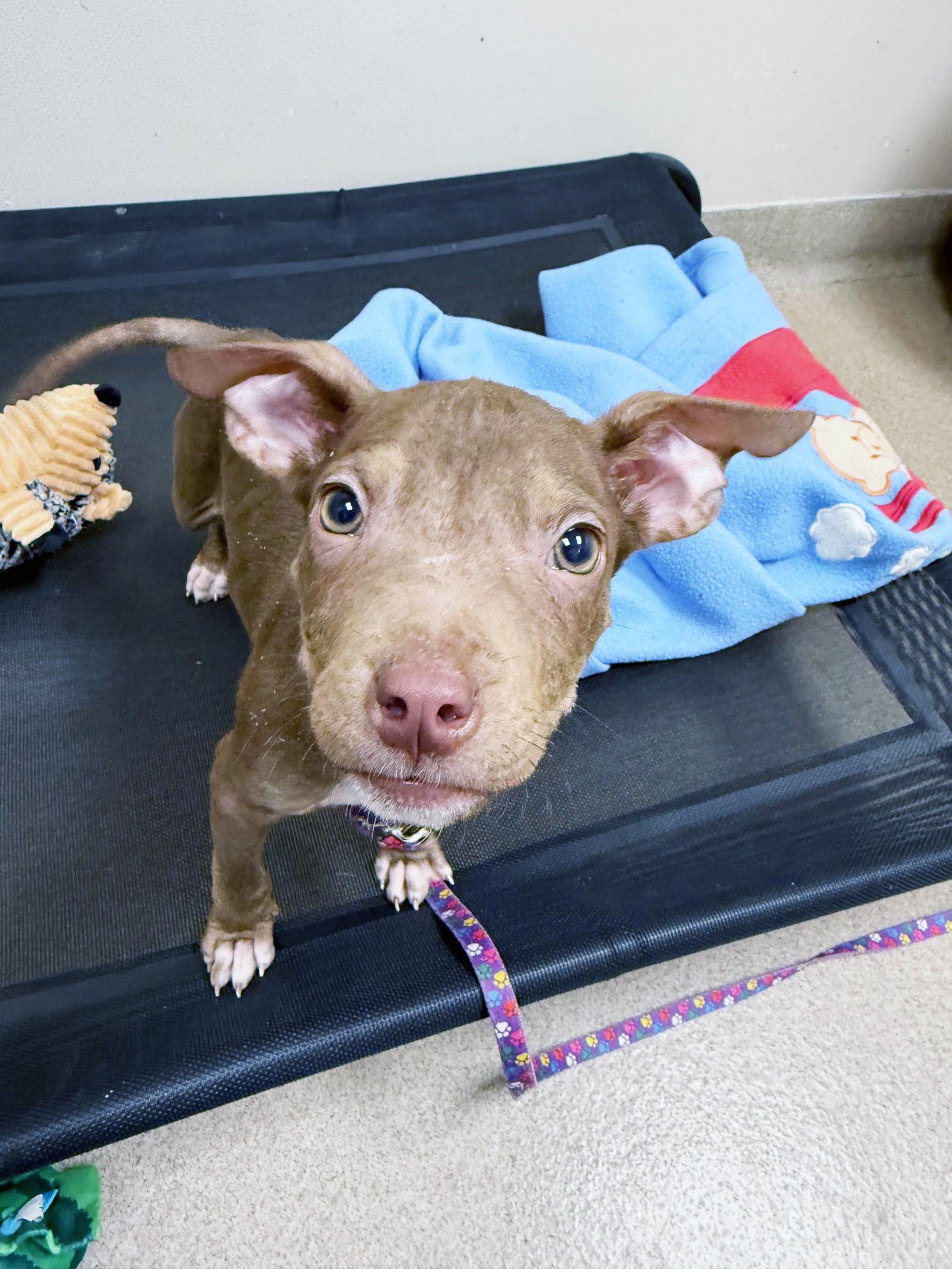 Enlarge Koa - the most precious little baby!, an adoptable mixed breed in Oshkosh, WI image 6/6