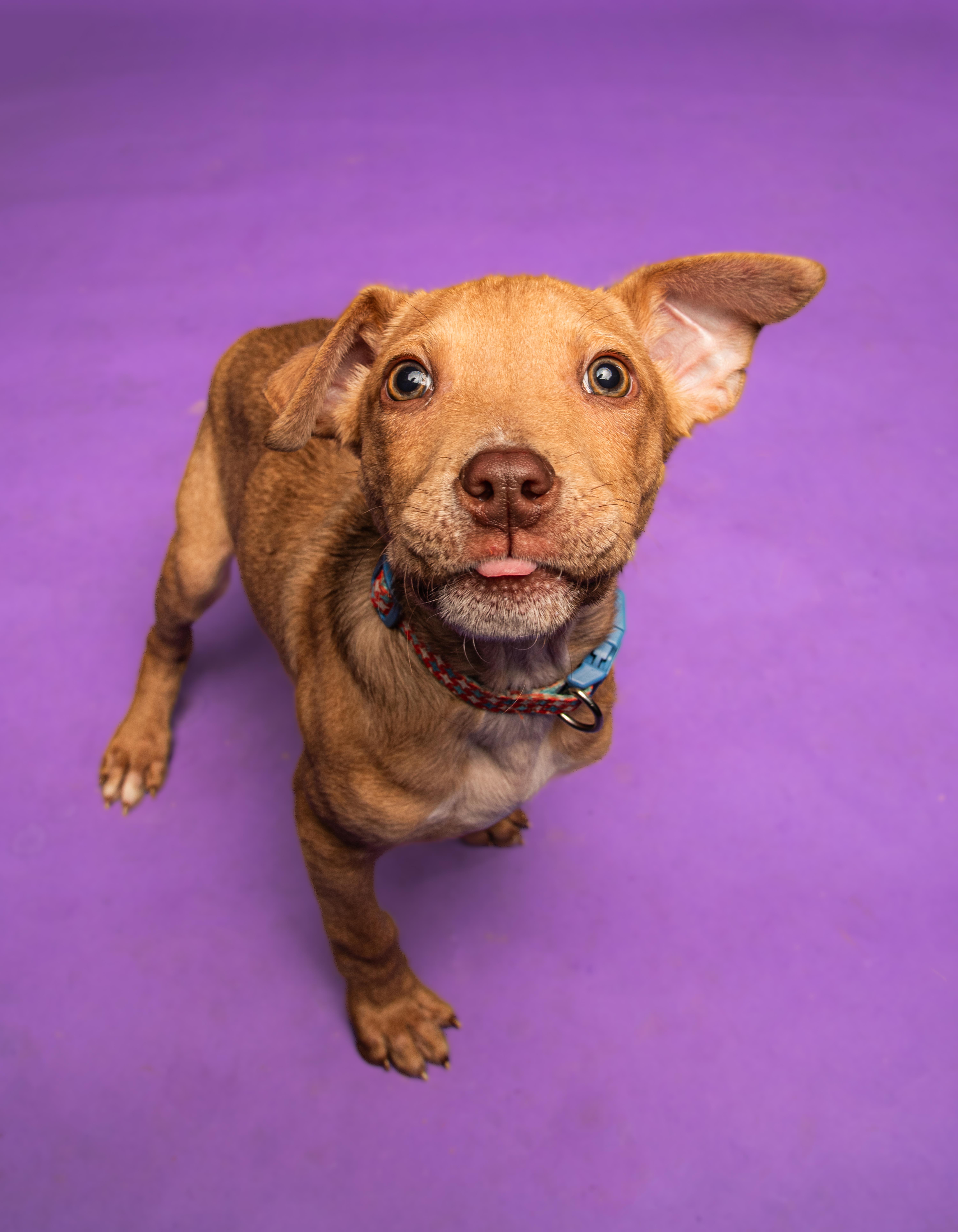 Enlarge Koa - the most precious little baby!, an adoptable mixed breed in Oshkosh, WI image 4/6