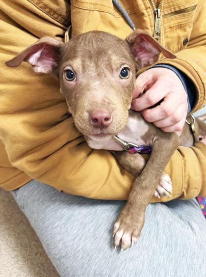 Enlarge Koa - the most precious little baby!, an adoptable mixed breed in Oshkosh, WI image 1/6