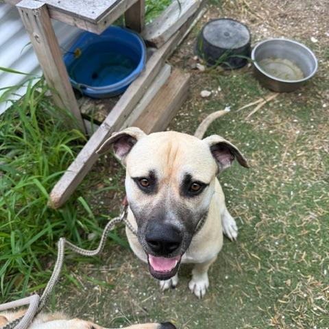 Enlarge Moose, a Adoptable Mastiff in Port Aransas, TX image 1/1