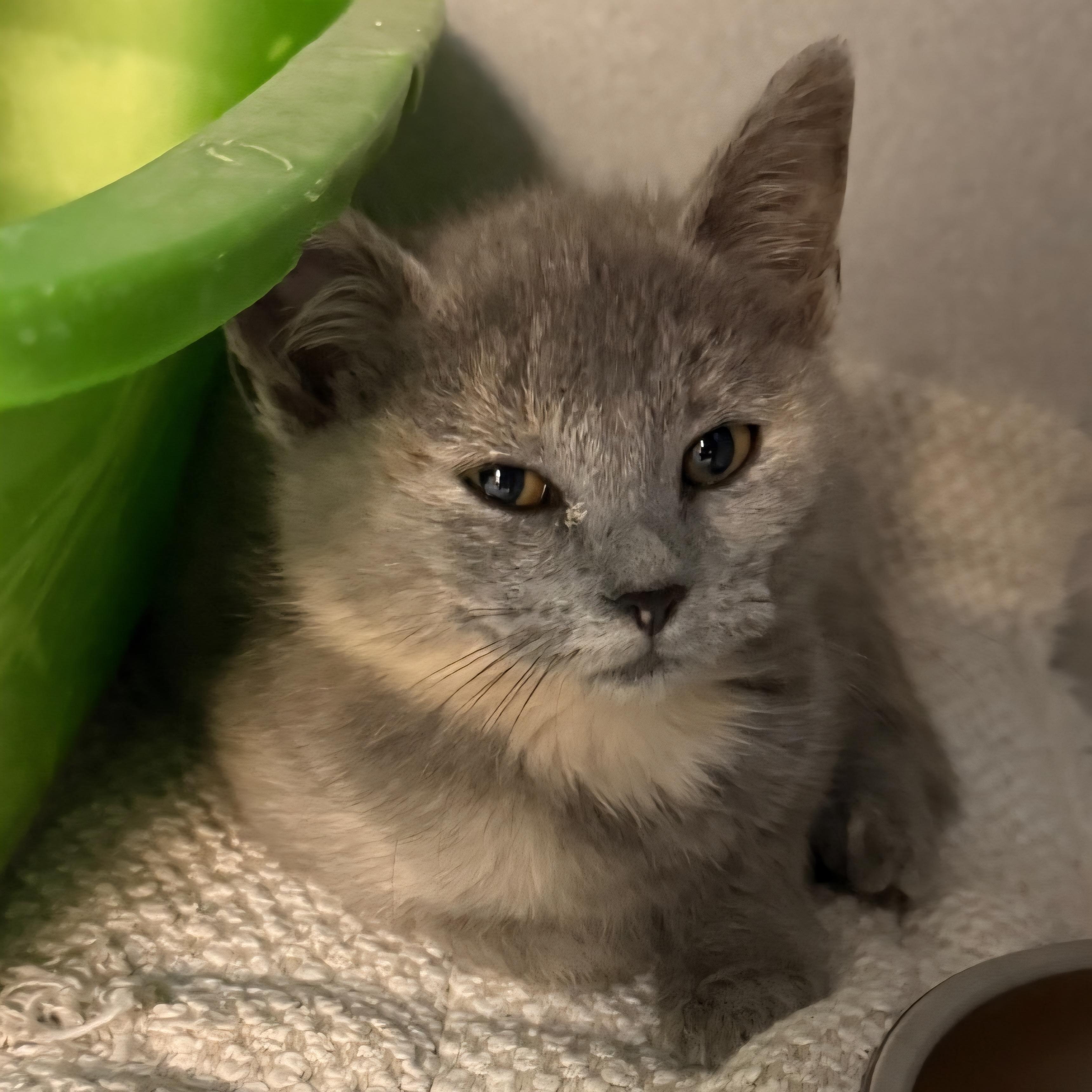 Enlarge Rose, a Adoptable mixed breed in Greensboro, NC image 1/1