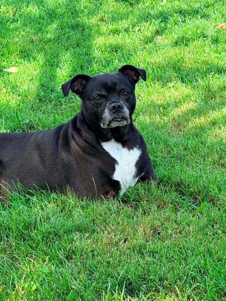 Tate, Adoptable, Senior Male Labrador Retriever & Boxer.