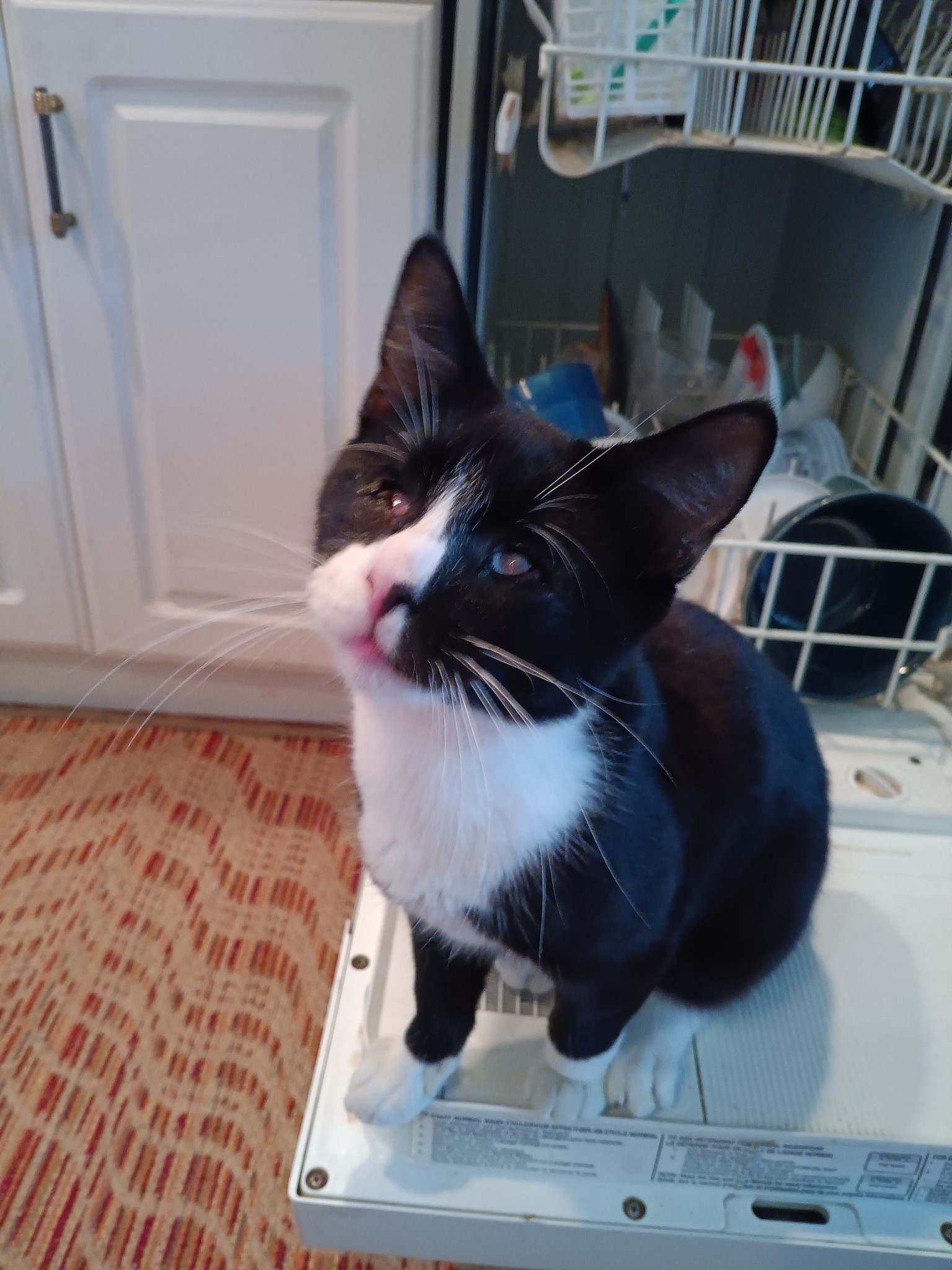 Ramses