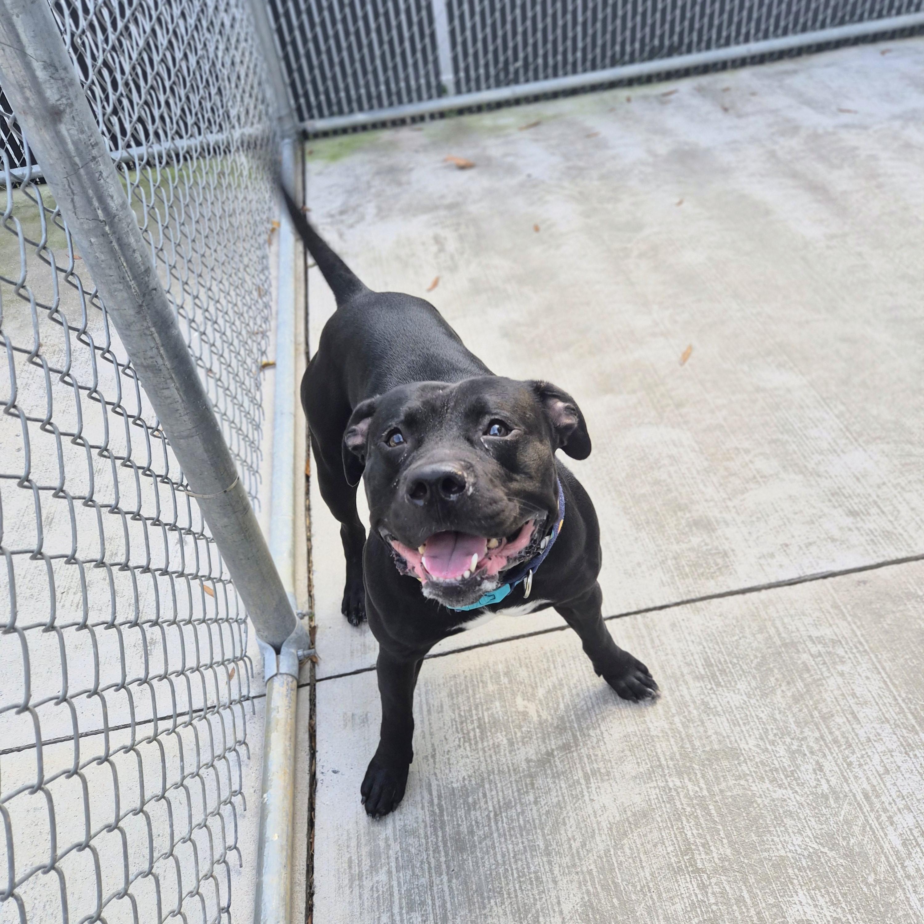 Enlarge Chunk, a Adoptable mixed breed in Cornelius, NC image 2/5