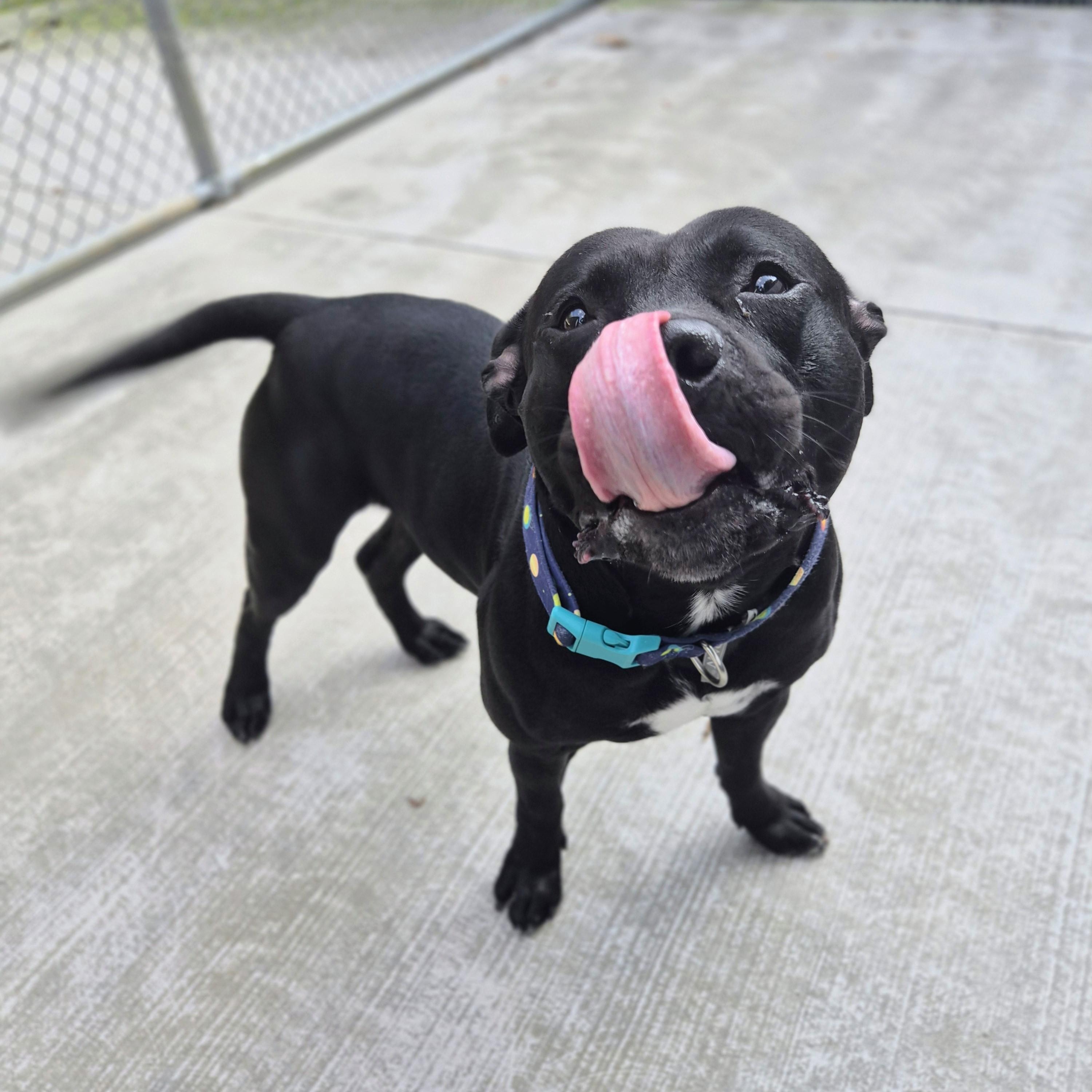 Enlarge Chunk, a Adoptable mixed breed in Cornelius, NC image 3/5
