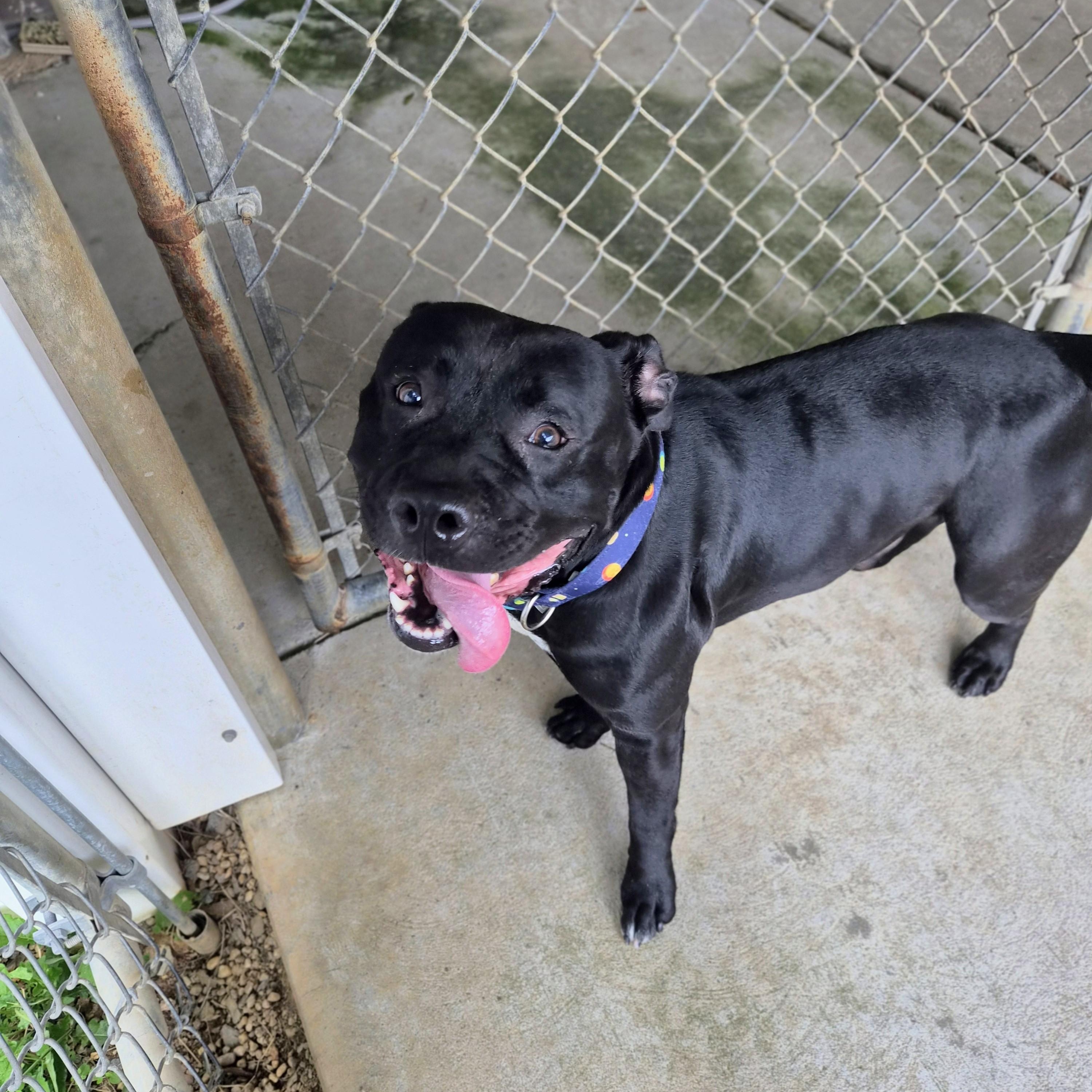 Enlarge Chunk, a Adoptable mixed breed in Cornelius, NC image 4/5