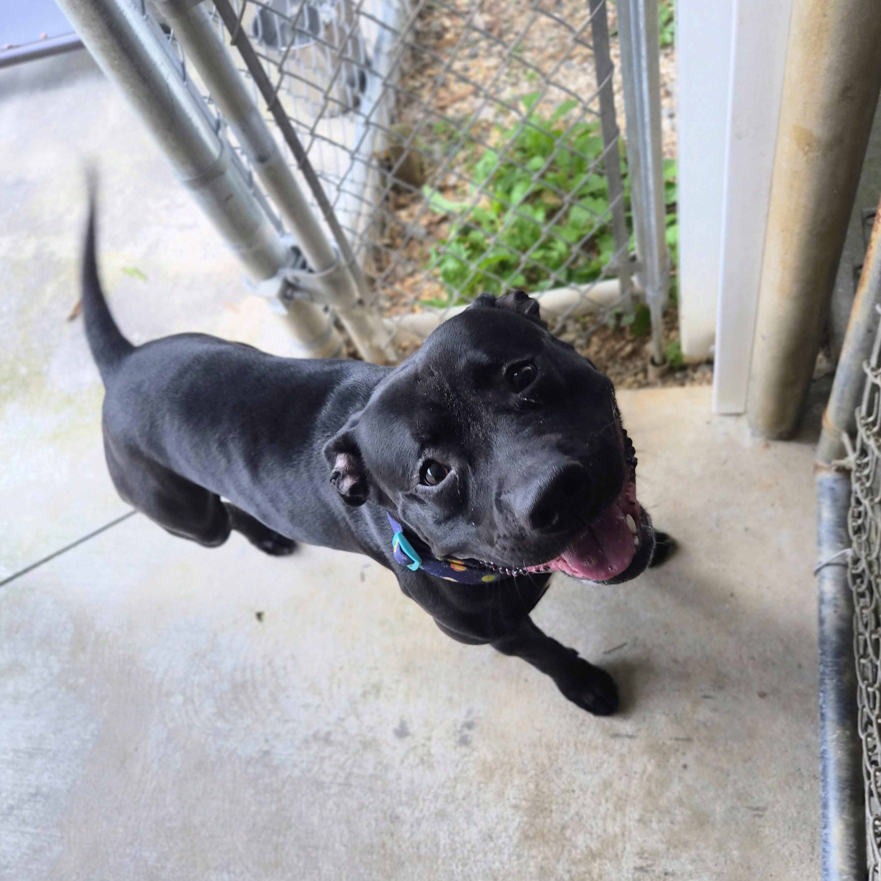 Enlarge Chunk, a Adoptable mixed breed in Cornelius, NC image 5/5