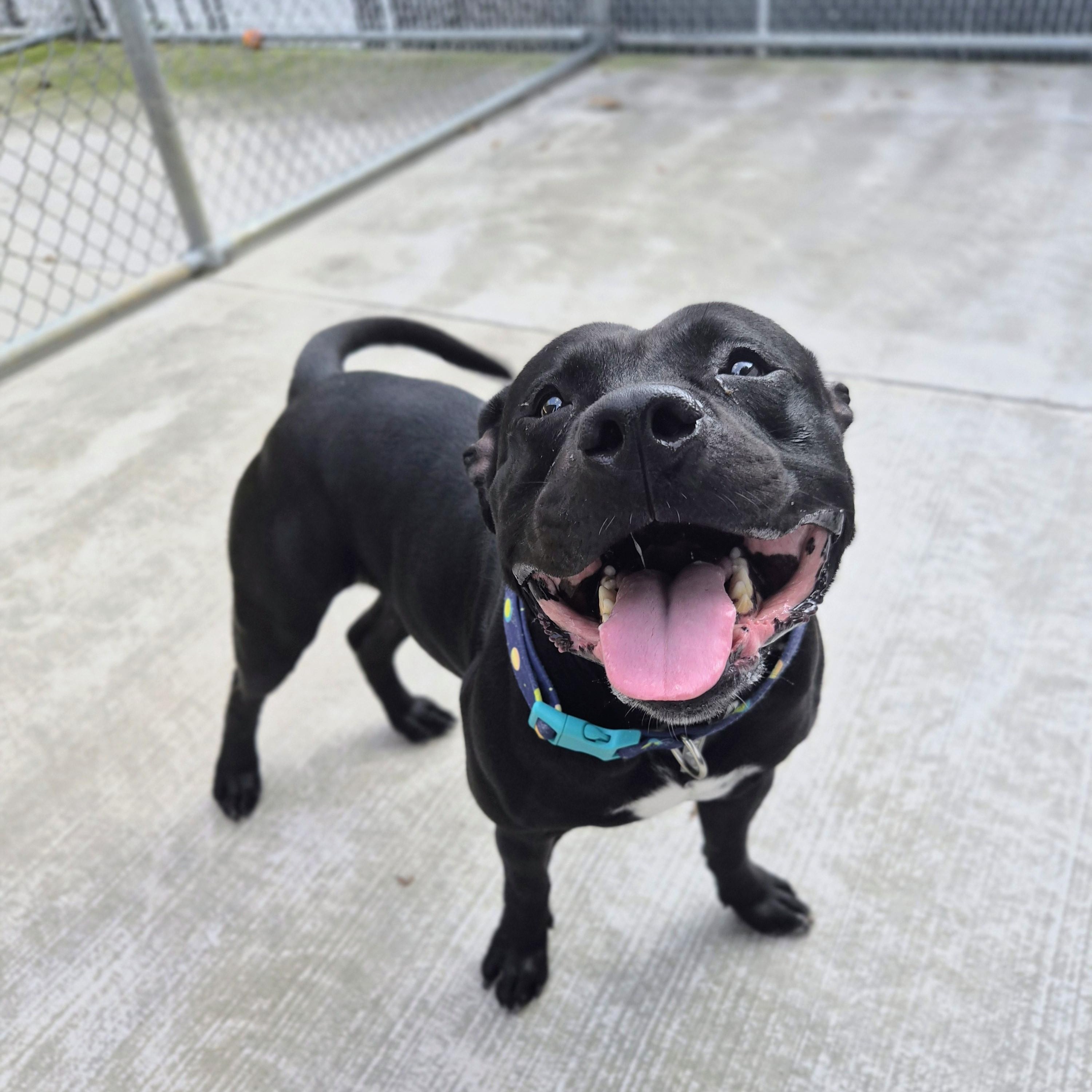 Chunk, Adoptable, Young Male Staffordshire Bull Terrier & American Bully.