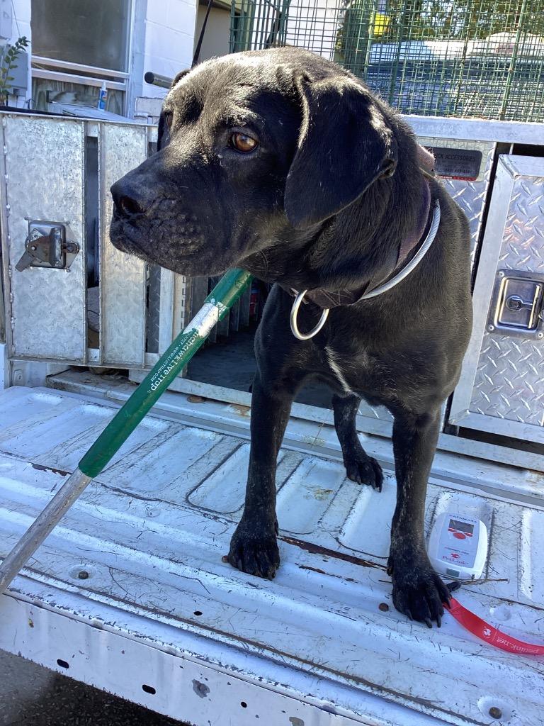 Enlarge Flowers, a Adoptable mixed breed in Winnsboro, SC image 1/1