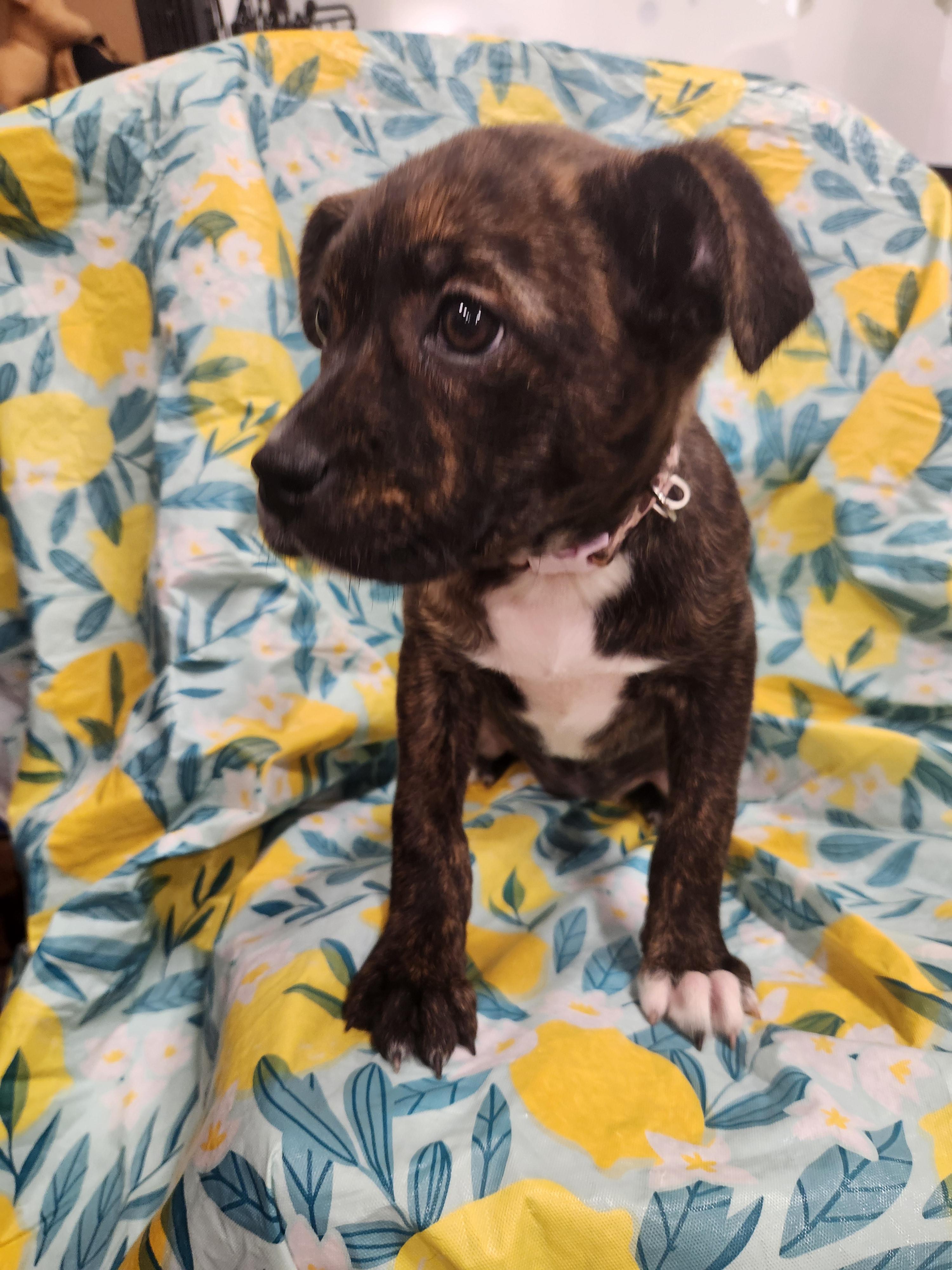 Enlarge Addison , a ADOPTABLE mixed breed in Baton Rouge, LA image 2/5