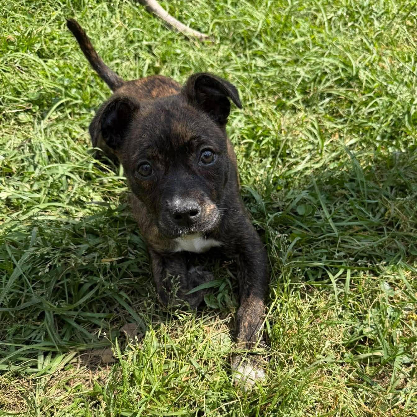Enlarge Addison , a ADOPTABLE mixed breed in Baton Rouge, LA image 1/5
