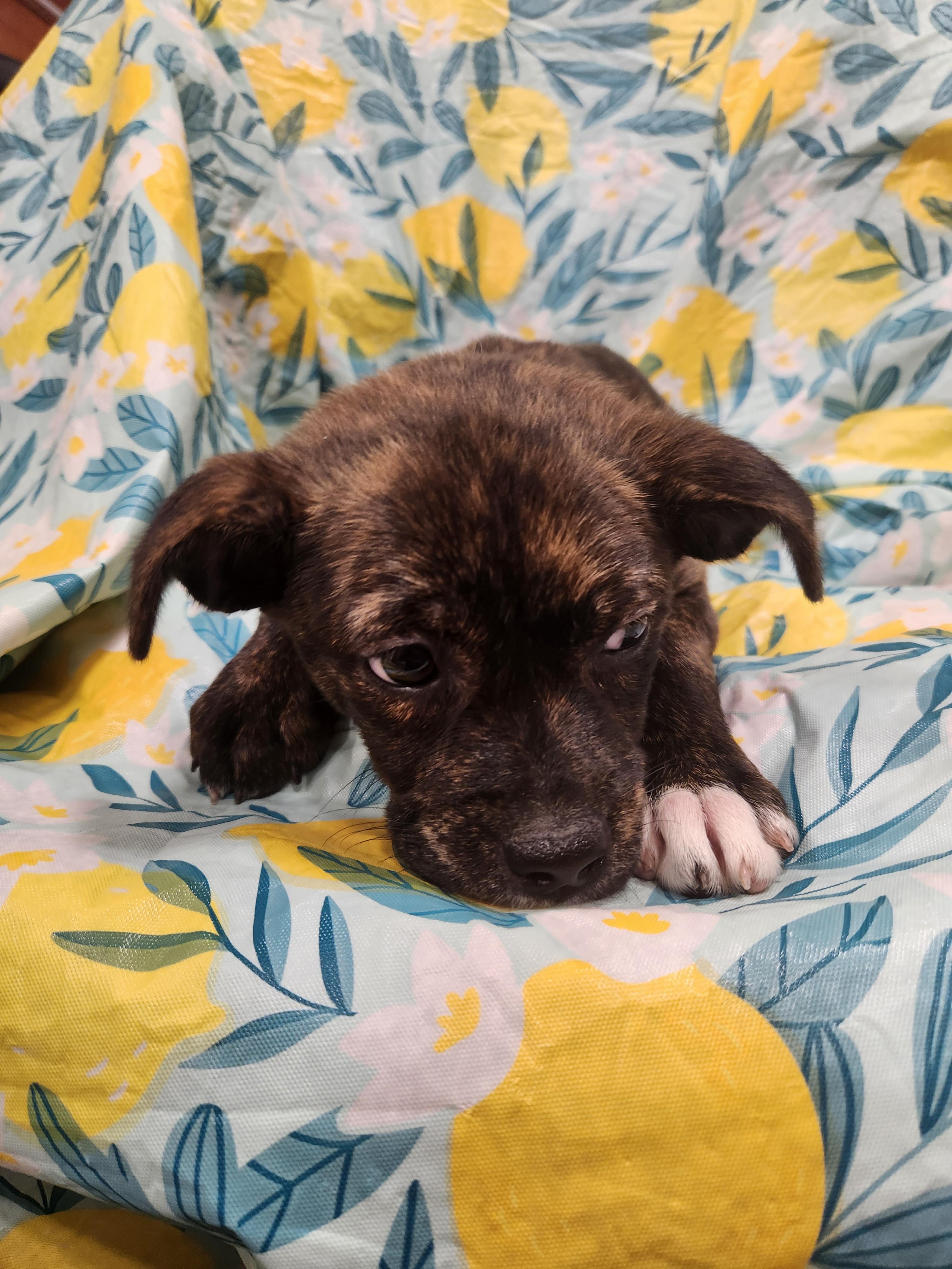 Enlarge Addison , a ADOPTABLE mixed breed in Baton Rouge, LA image 5/5