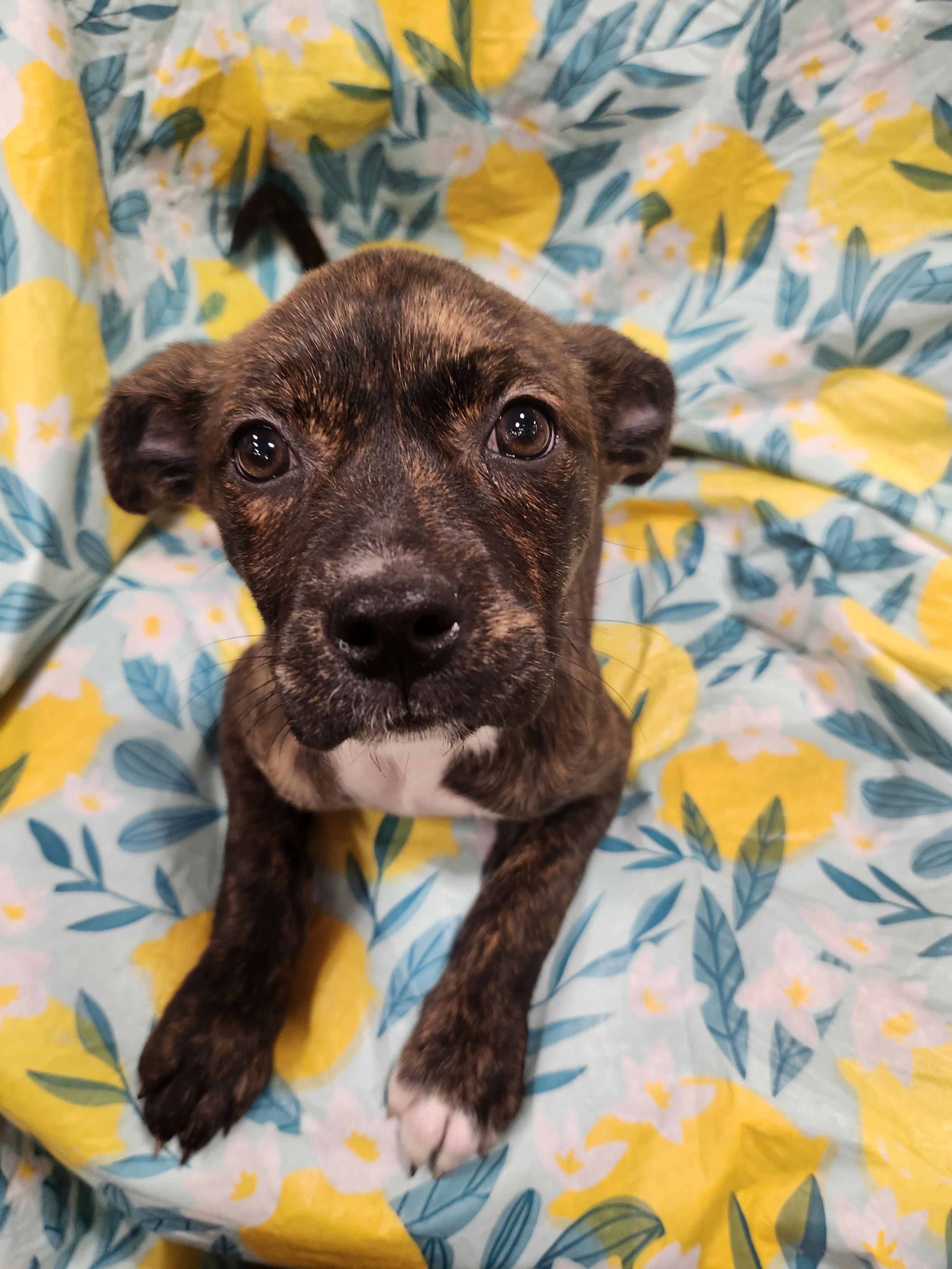 Enlarge Addison , a ADOPTABLE mixed breed in Baton Rouge, LA image 3/5