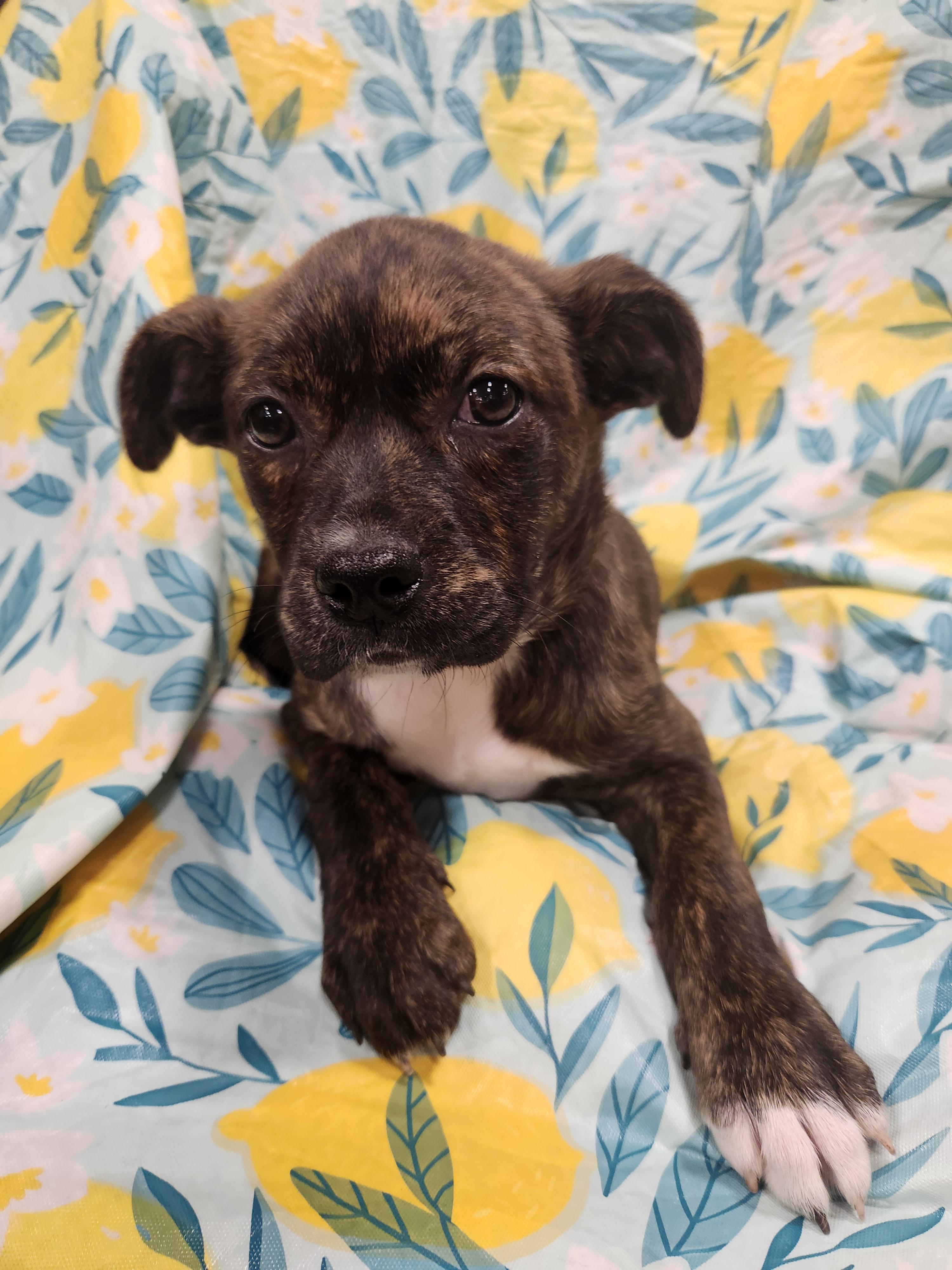 Addison , ADOPTABLE, Puppy Female Pit Bull Terrier.