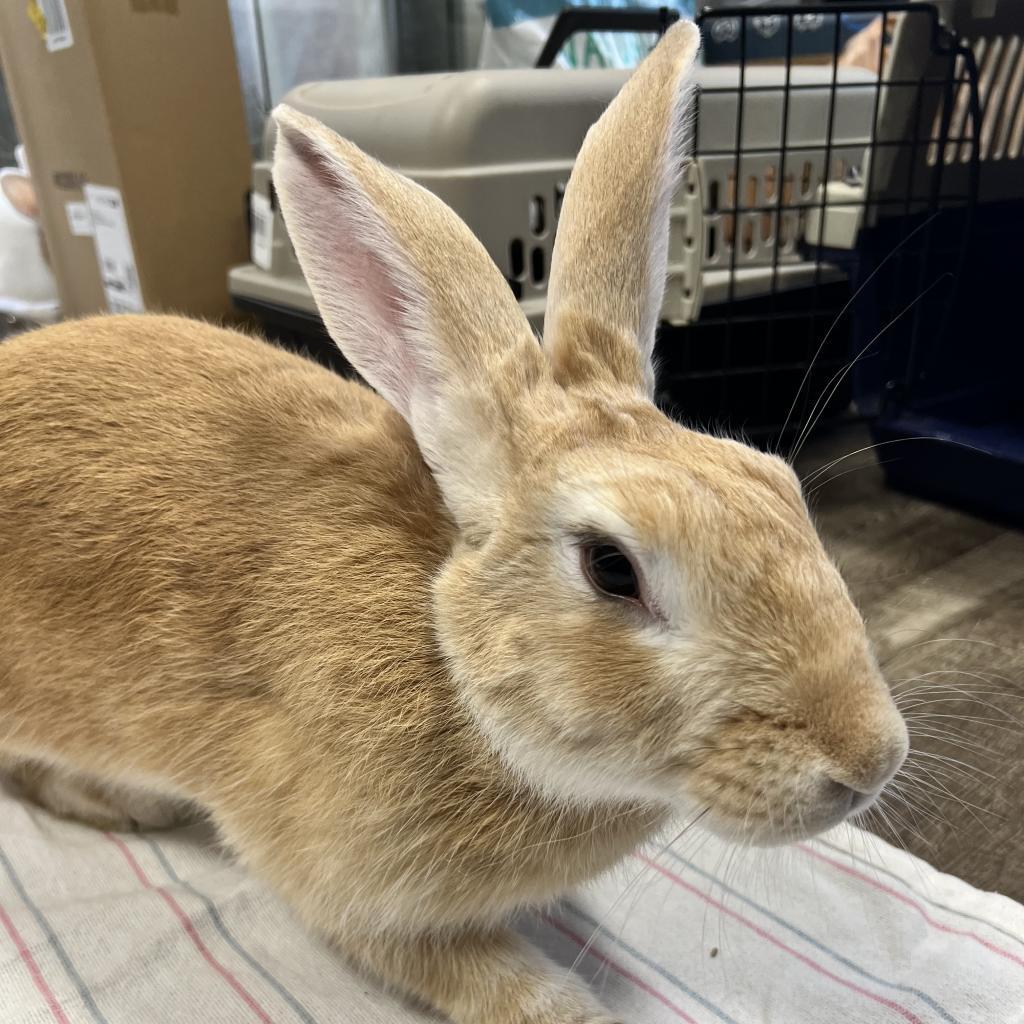 Enlarge Olga, a Adoptable New Zealand in Kennesaw, GA image 1/2