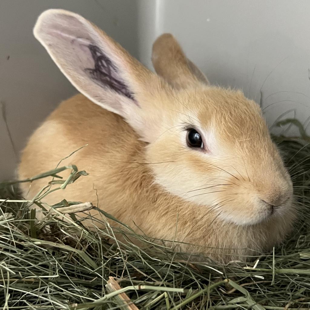 Enlarge Olga, a Adoptable New Zealand in Kennesaw, GA image 2/2