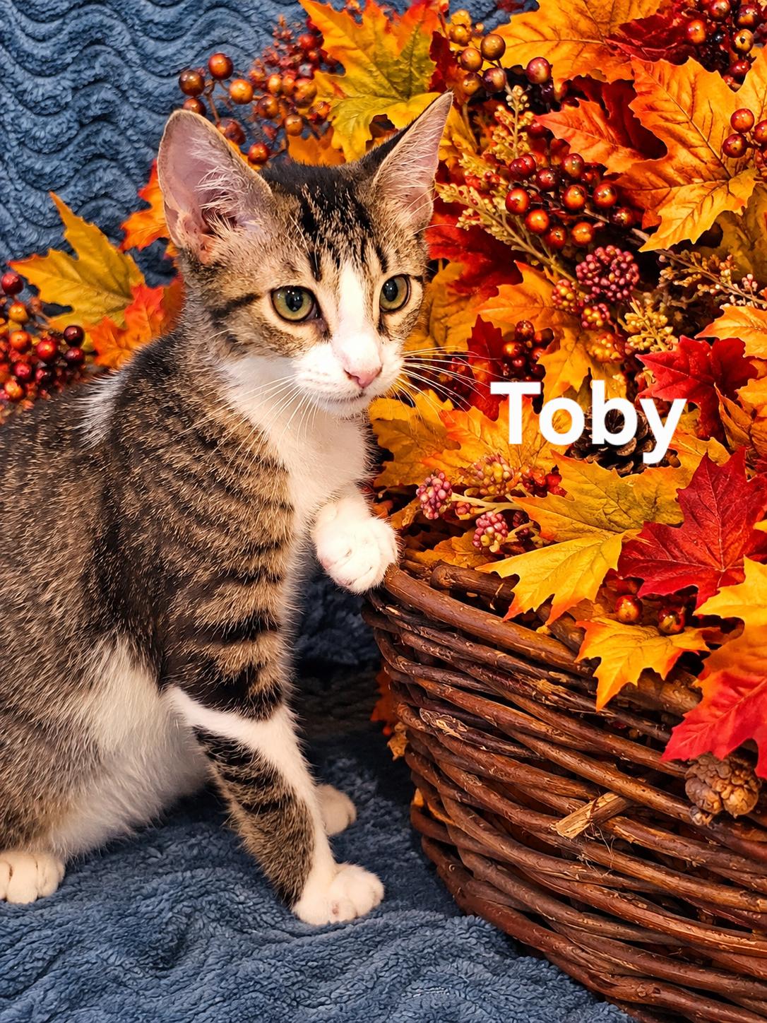 Toby, Adoptable, Kitten Male Korat & American Shorthair.