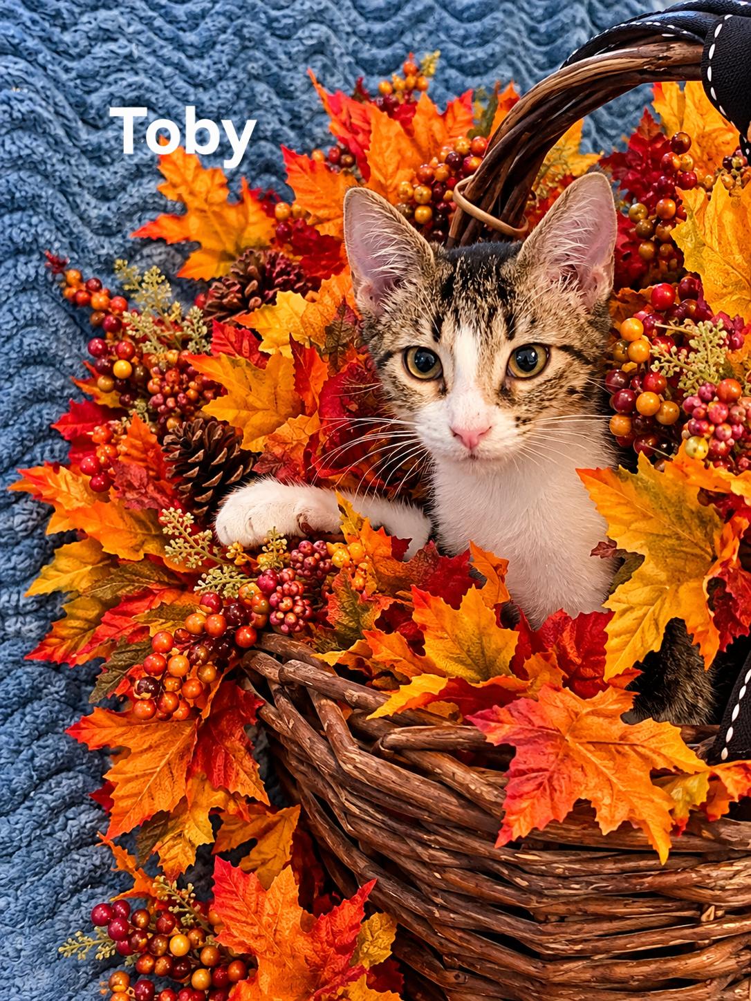 Enlarge Toby, a Adoptable mixed breed in Rock Spring, GA image 2/2