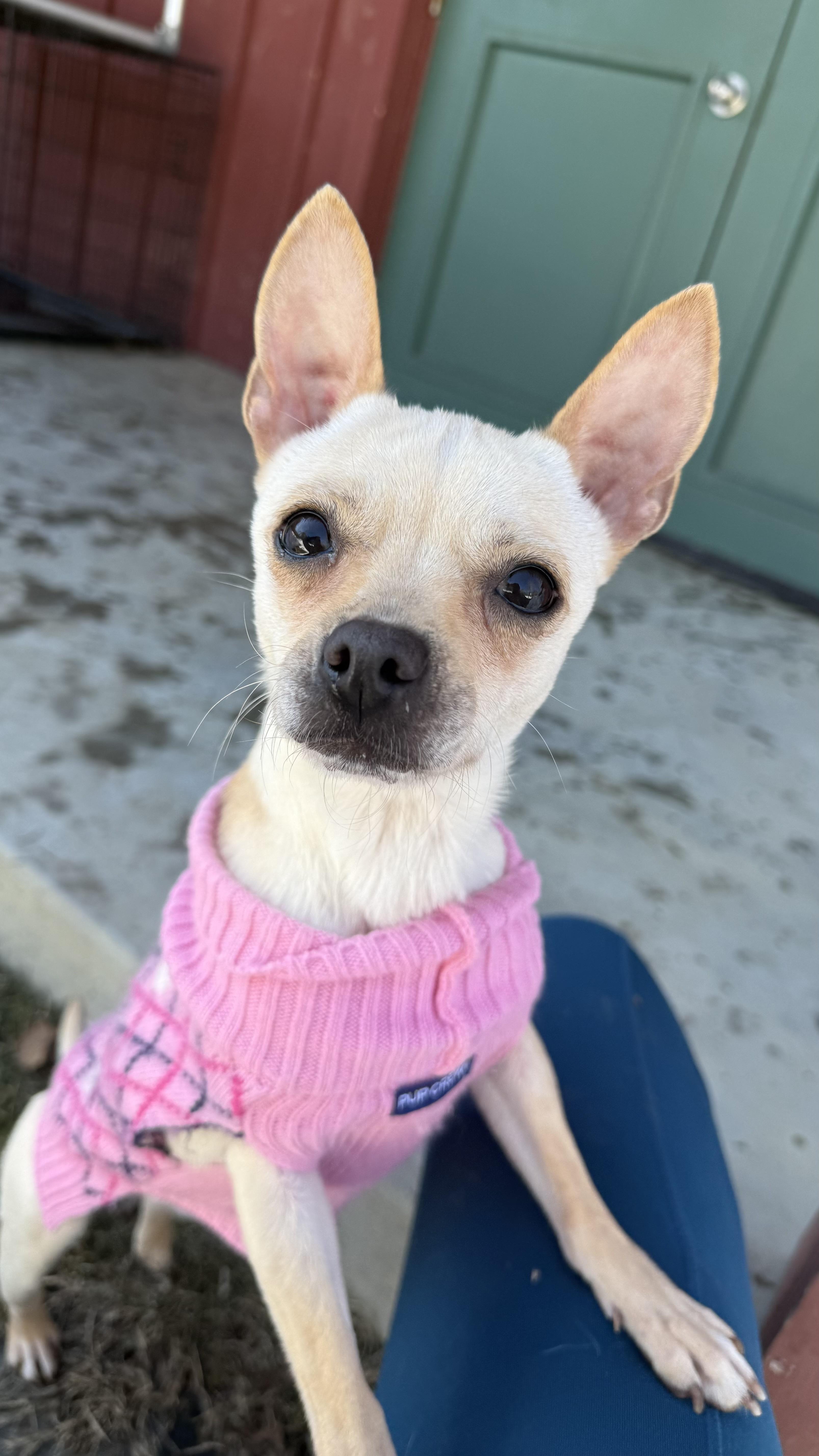 Penny Gadget, adoptable, Adult Female Mixed Breed.