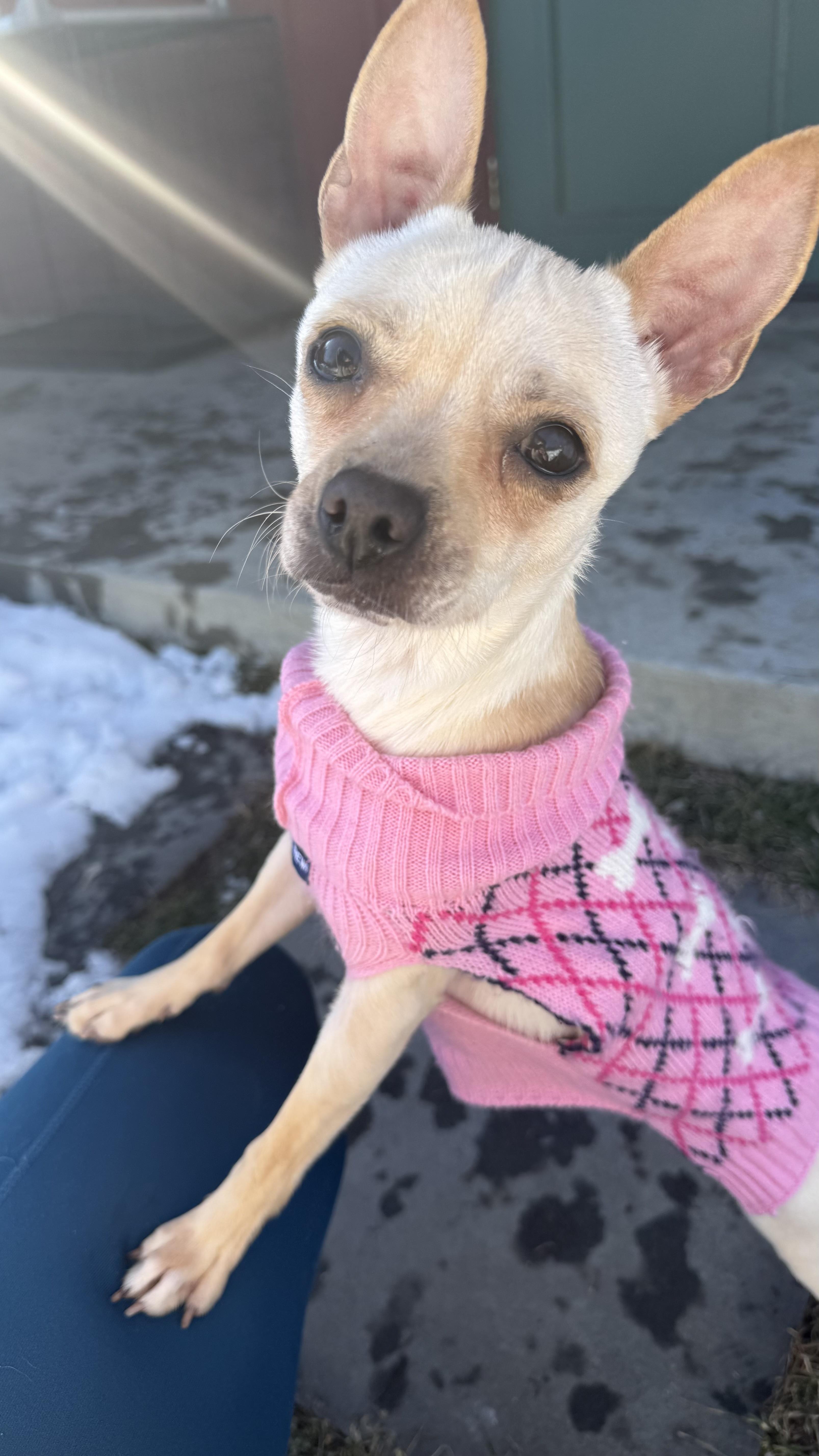 Enlarge Penny Gadget, an adoptable Mixed Breed in Ridgefield, CT image 6/6