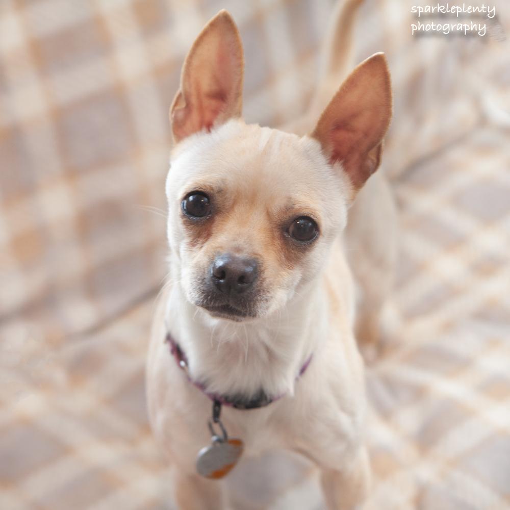 Enlarge Penny Gadget, an adoptable Mixed Breed in Ridgefield, CT image 3/6