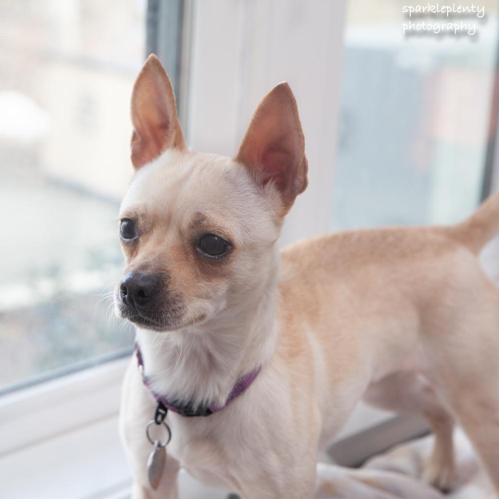 Enlarge Penny Gadget, an adoptable Mixed Breed in Ridgefield, CT image 2/6