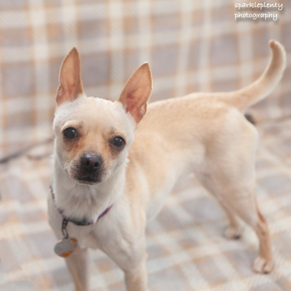 Enlarge Penny Gadget, an adoptable Mixed Breed in Ridgefield, CT image 4/6