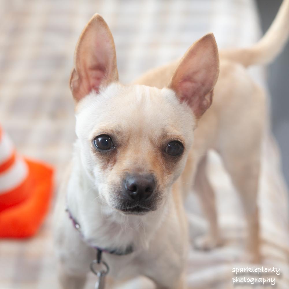 Enlarge Penny Gadget, an adoptable Mixed Breed in Ridgefield, CT image 1/6