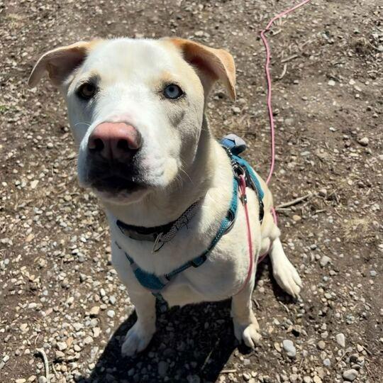 Theo, Adoptable, Adult Male Husky & Labrador Retriever.