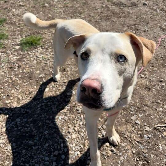 Enlarge Theo, a Adoptable mixed breed in Driggs, ID image 3/6