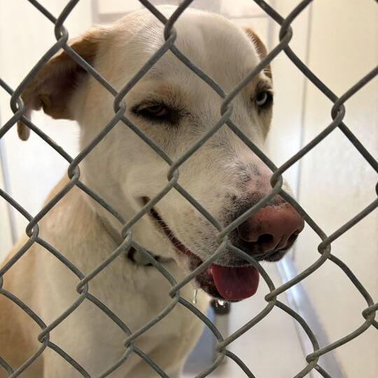 Enlarge Theo, a Adoptable mixed breed in Driggs, ID image 5/6