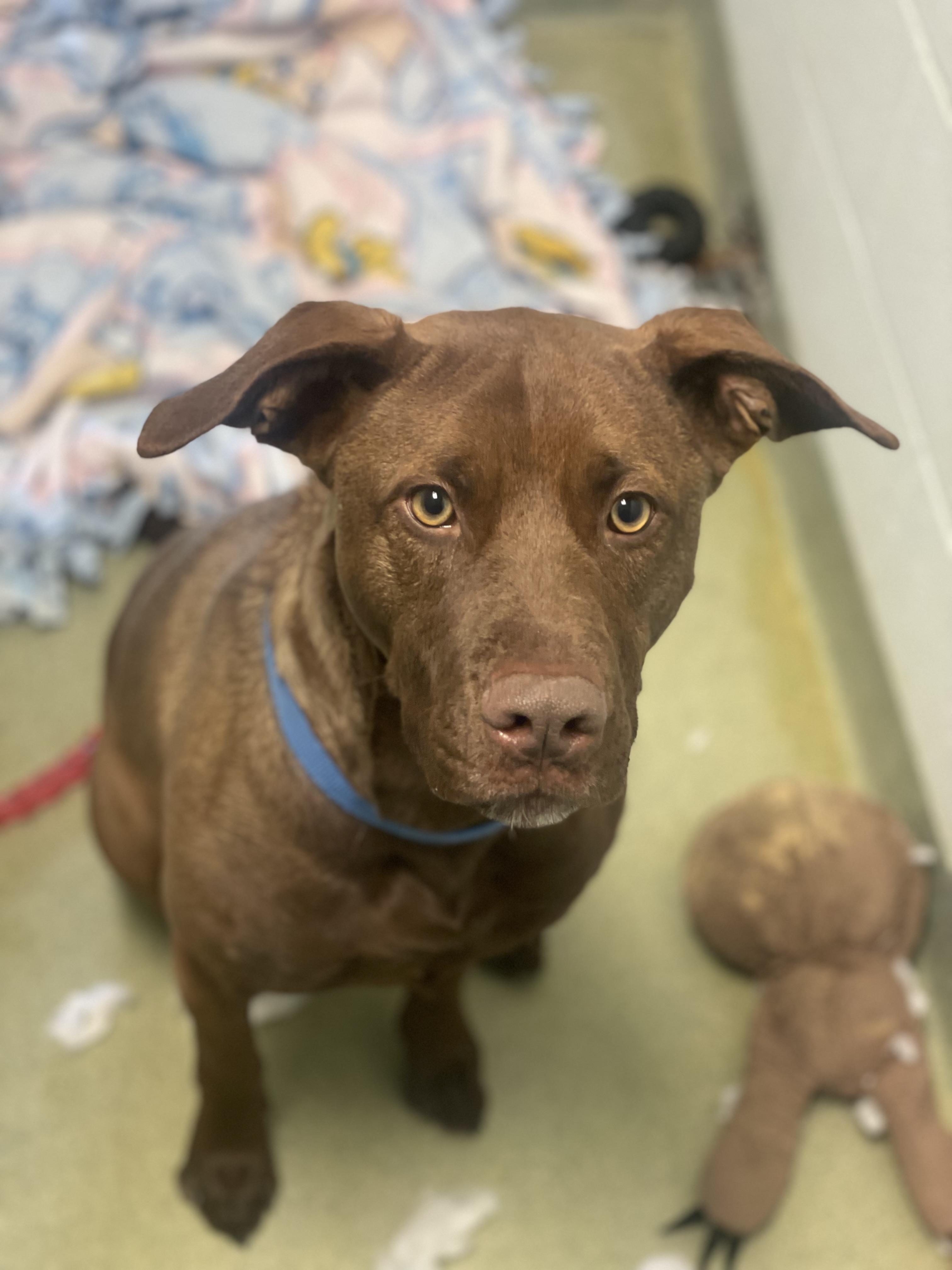 Enlarge Sasha, a Adoptable Mixed Breed in Ravenna, OH image 4/6