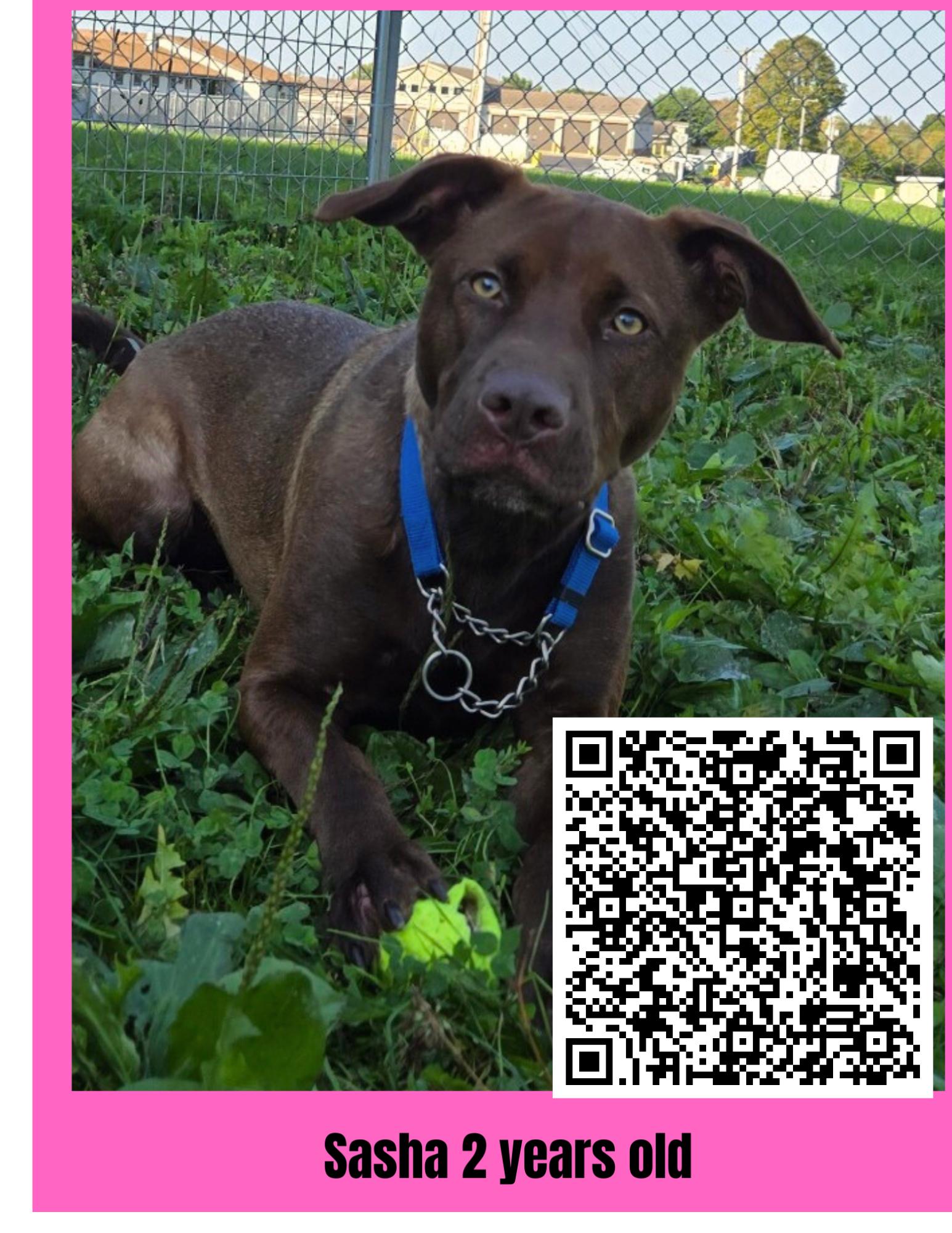 Enlarge Sasha, a Adoptable Mixed Breed in Ravenna, OH image 1/6