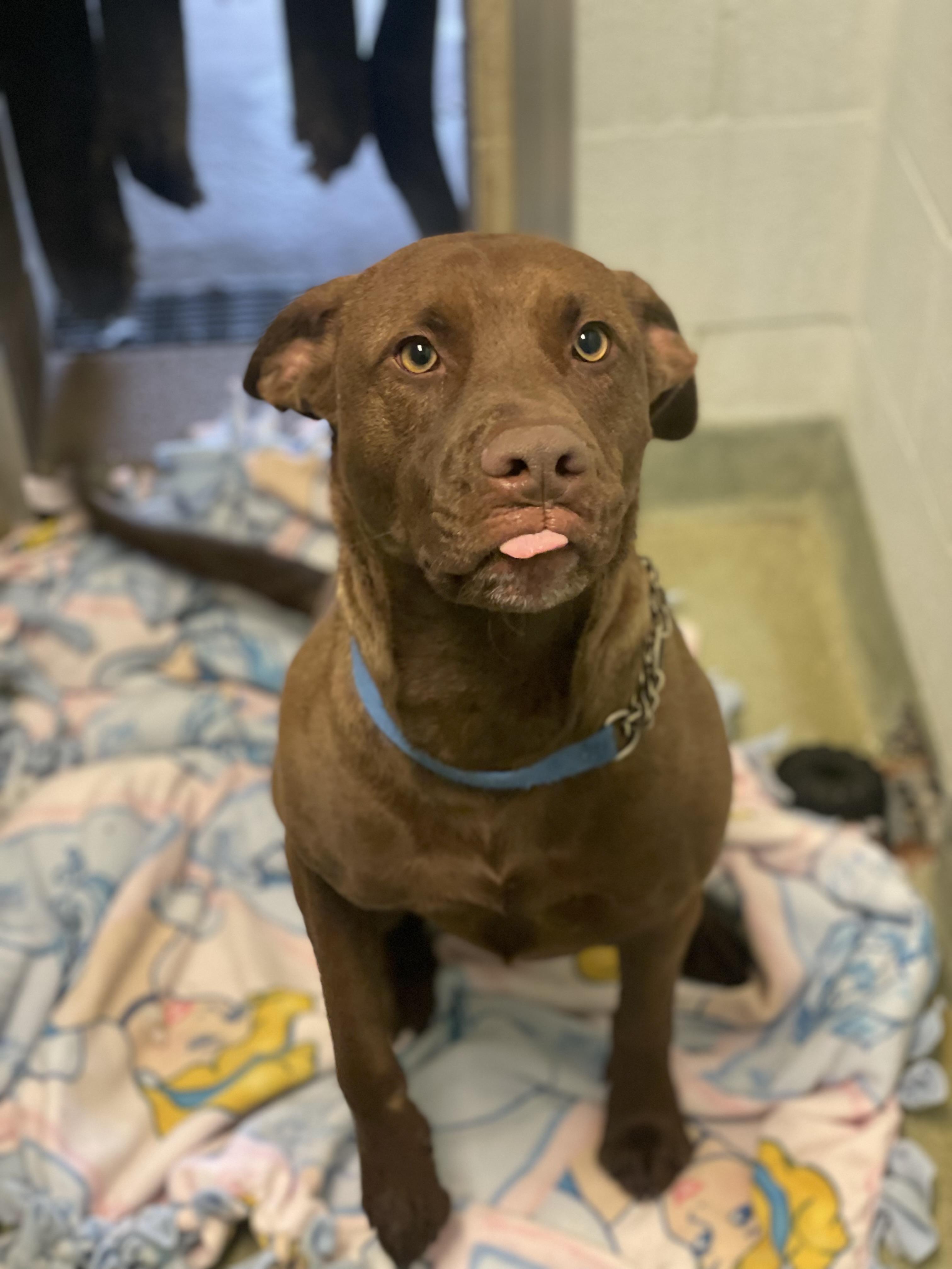 Enlarge Sasha, a Adoptable Mixed Breed in Ravenna, OH image 2/6