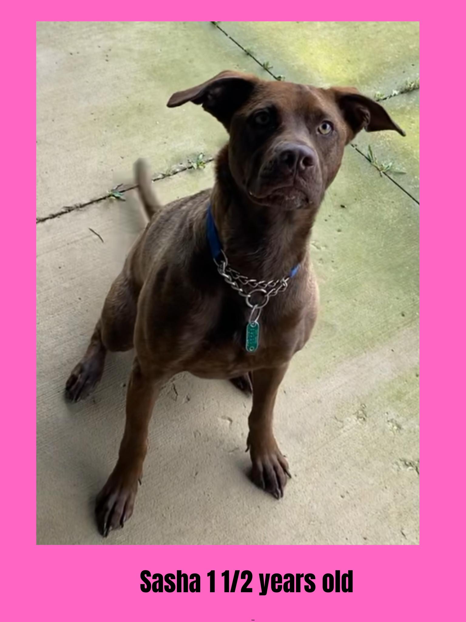 Enlarge Sasha, a Adoptable Mixed Breed in Ravenna, OH image 6/6