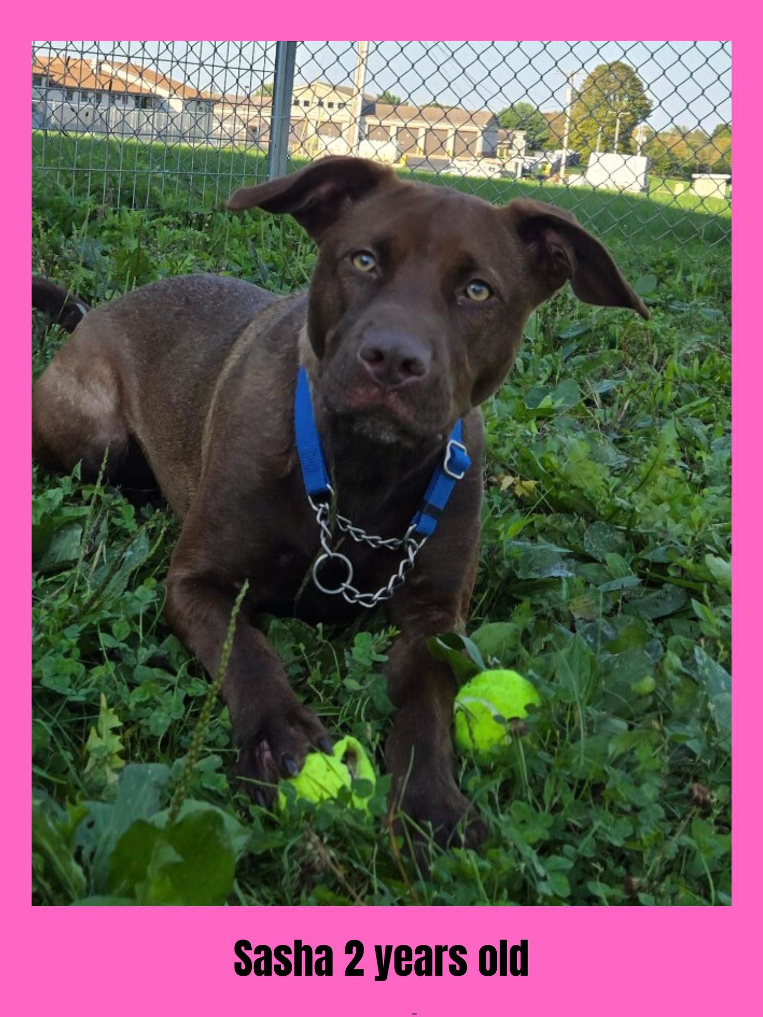 Enlarge Sasha, a Adoptable Mixed Breed in Ravenna, OH image 5/6